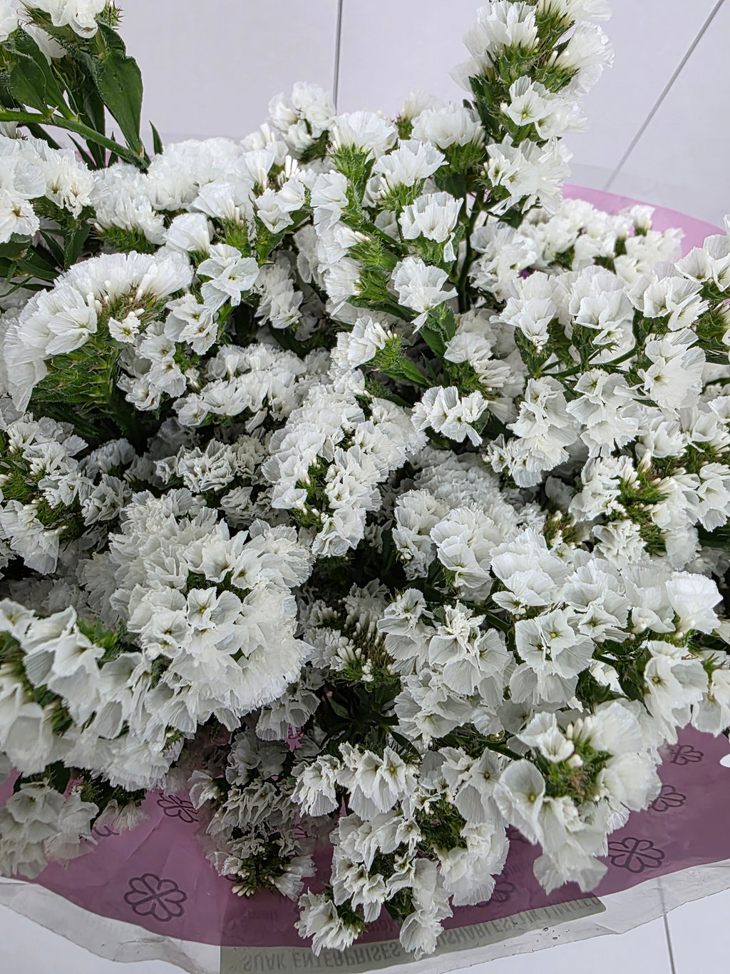 Farm Fresh Limonium Sinuatum Silvery Sun Birds (Bunch of 25 stems, Length 70cm)