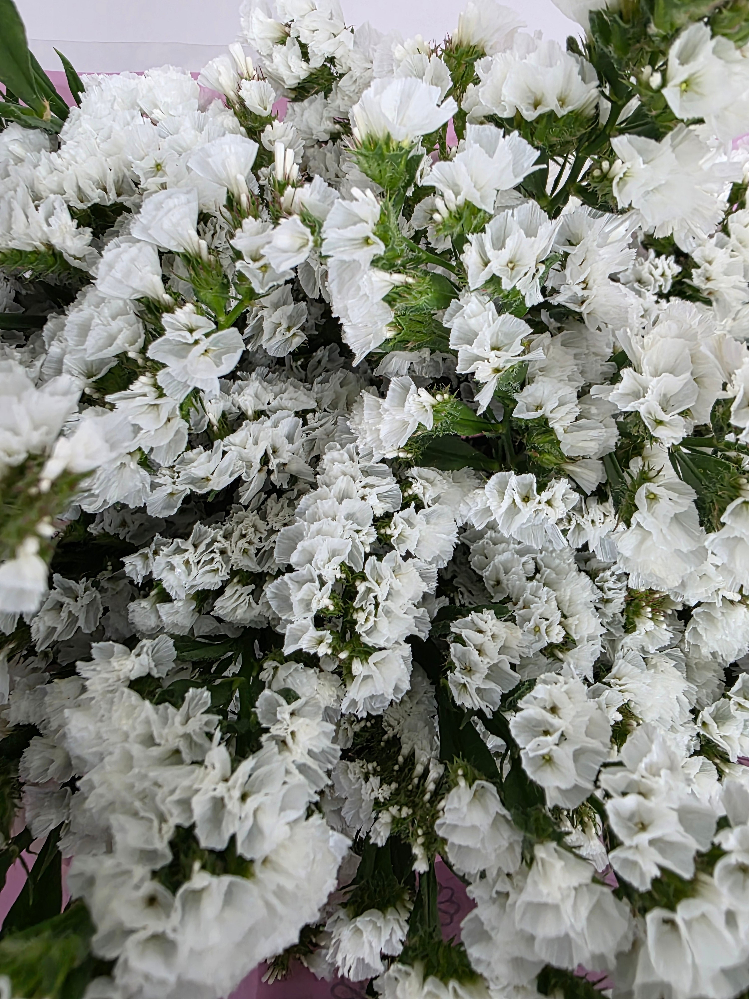 Farm Fresh Limonium Sinuatum Silvery Sun Birds (Bunch of 25 stems, Length 70cm)