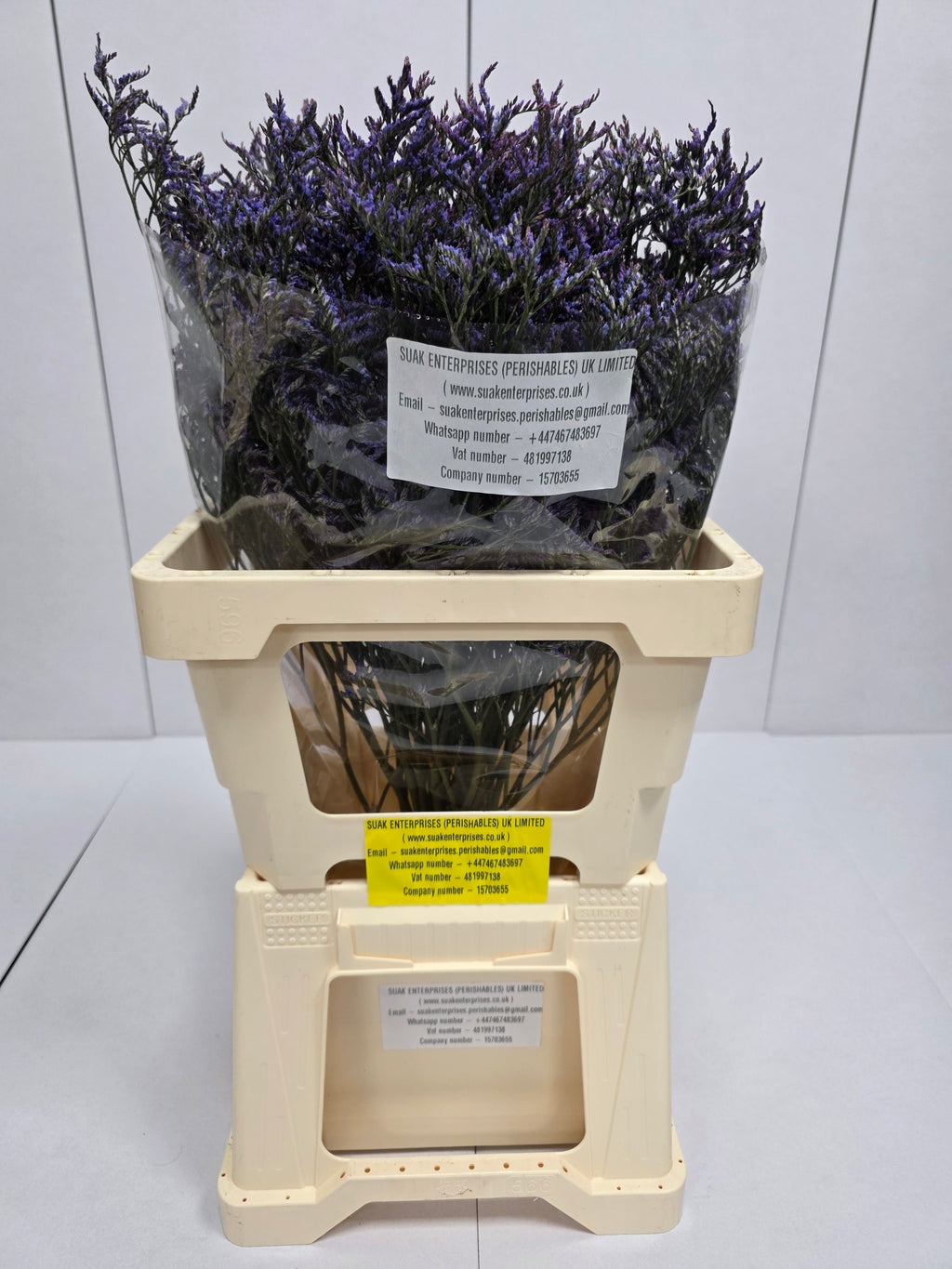 Farm Fresh Limonium Saf Dark Blue(Bunch of 25stems, Length 80cm)
