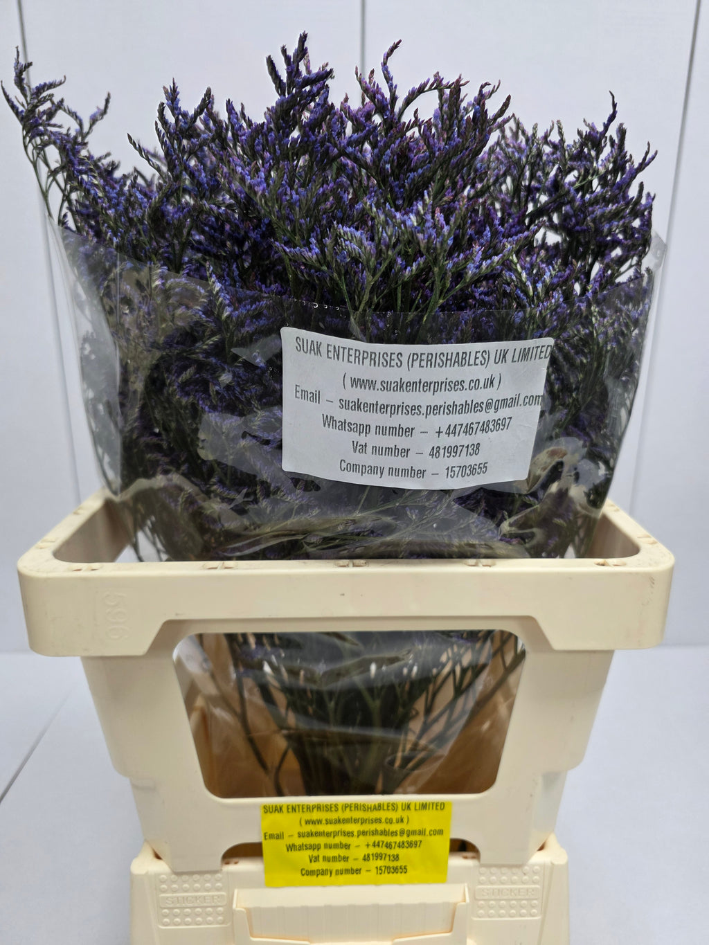 Farm Fresh Limonium Saf Dark Blue(Bunch of 25stems, Length 80cm)