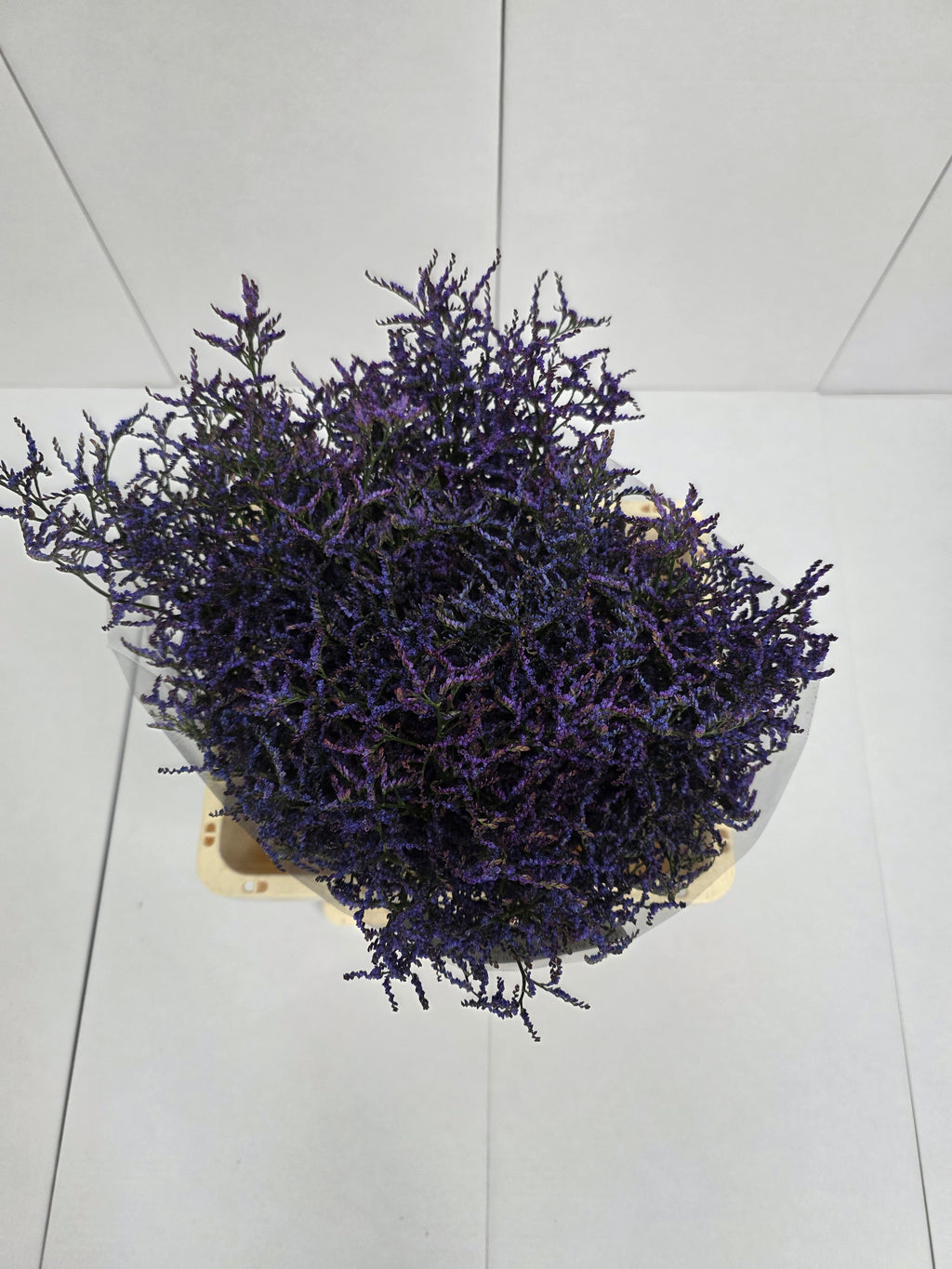 Farm Fresh Limonium Saf Dark Blue(Bunch of 25stems, Length 80cm)