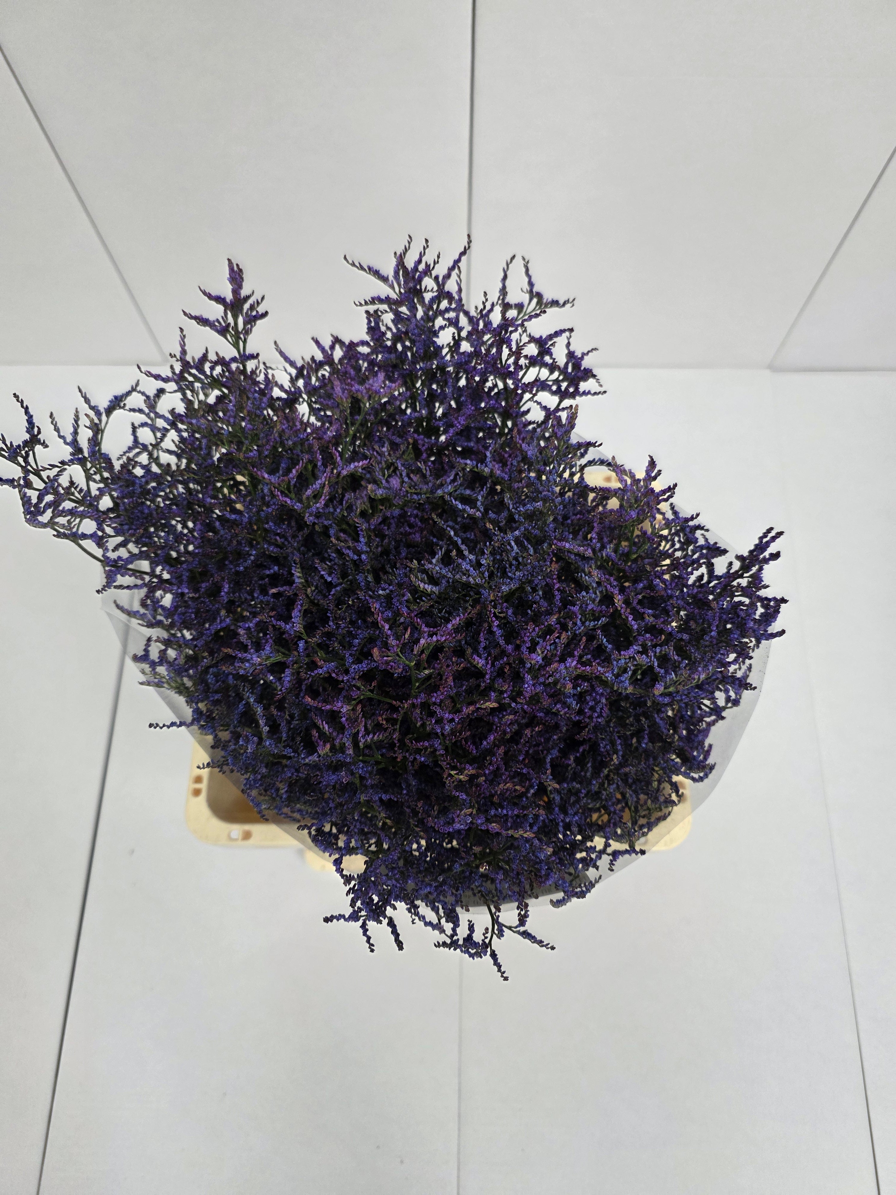 Farm Fresh Limonium Saf Dark Blue(Bunch of 25stems, Length 80cm)