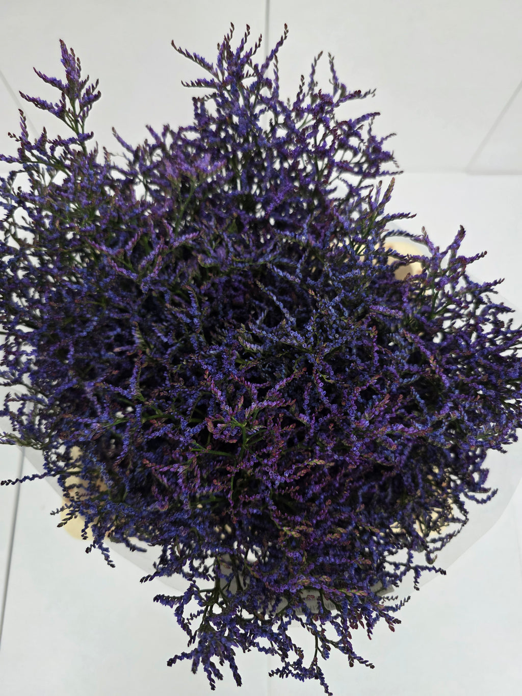 Farm Fresh Limonium Saf Dark Blue(Bunch of 25stems, Length 80cm)