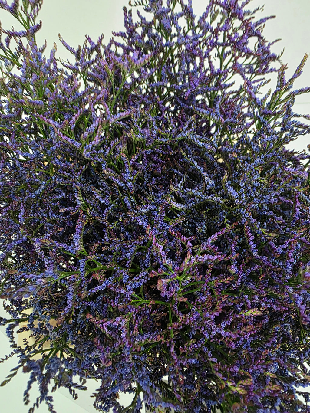 Farm Fresh Limonium Saf Dark Blue(Bunch of 25stems, Length 80cm)
