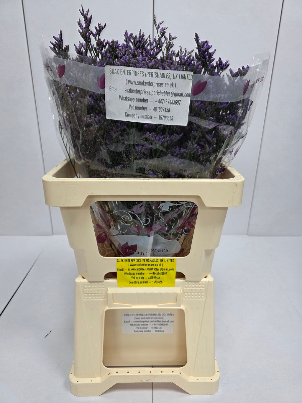 Farm Fresh Limonium Sinuatum Shooting Star(Bunch of 25 stems, Length 60cm)