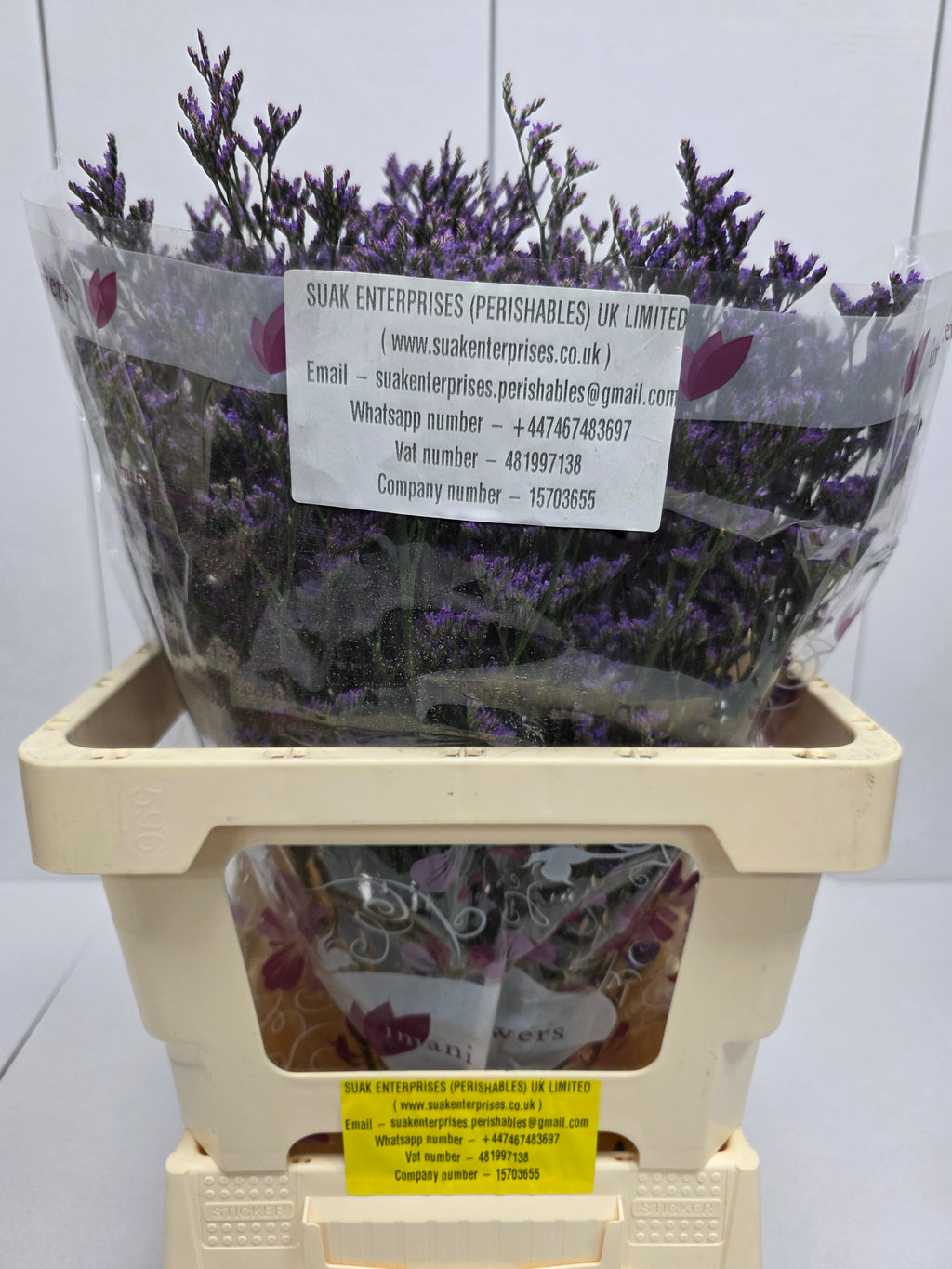 Farm Fresh Limonium Sinuatum Shooting Star(Bunch of 25 stems, Length 60cm)