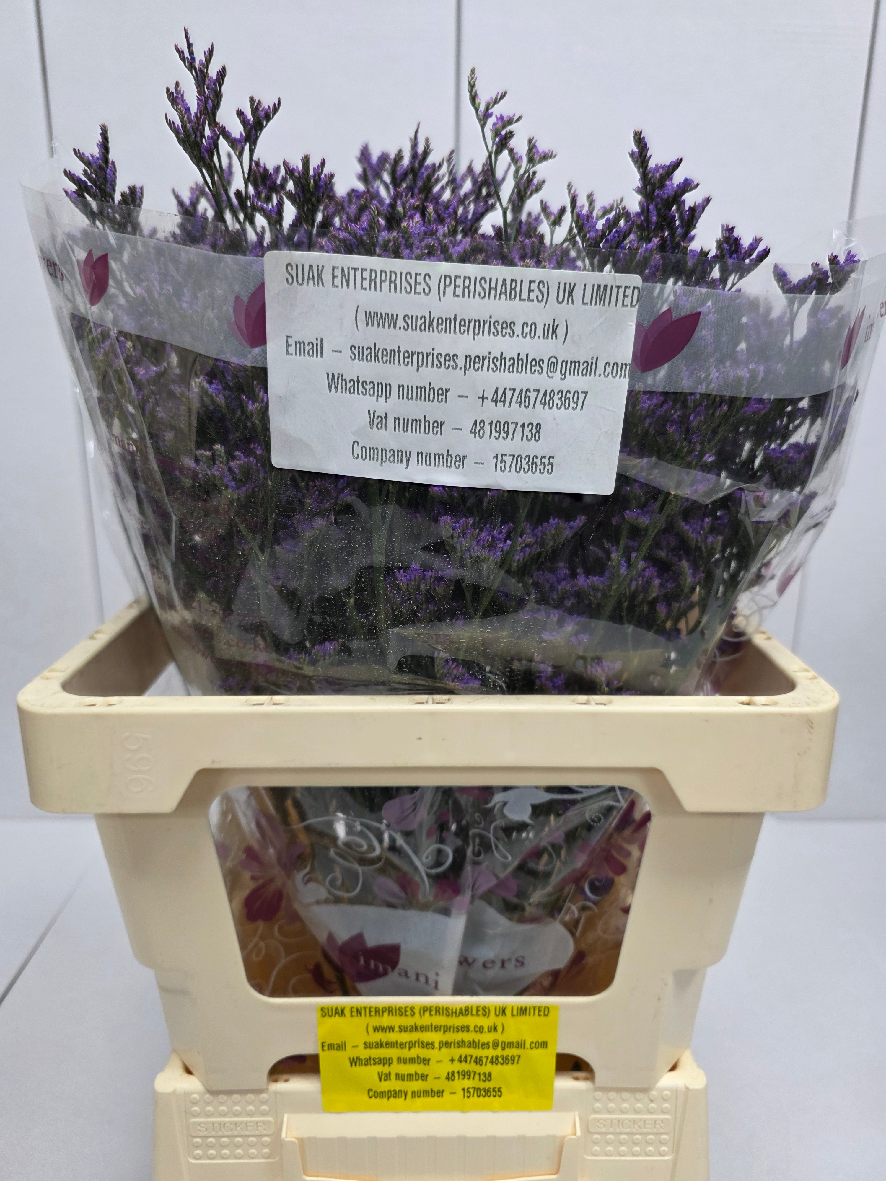 Farm Fresh Limonium Sinuatum Shooting Star(Bunch of 25 stems, Length 60cm)
