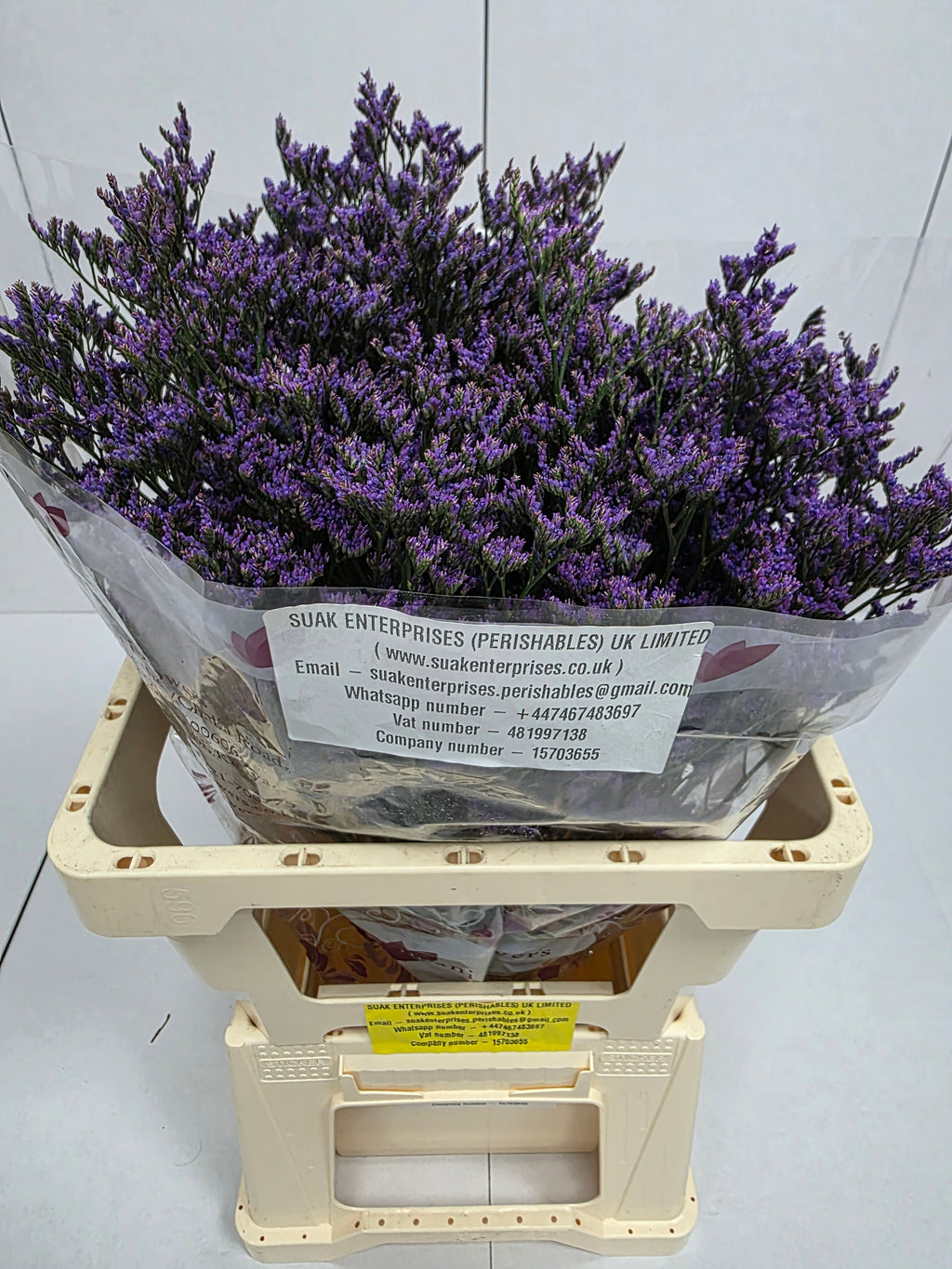 Farm Fresh Limonium Sinuatum Shooting Star(Bunch of 25 stems, Length 60cm)