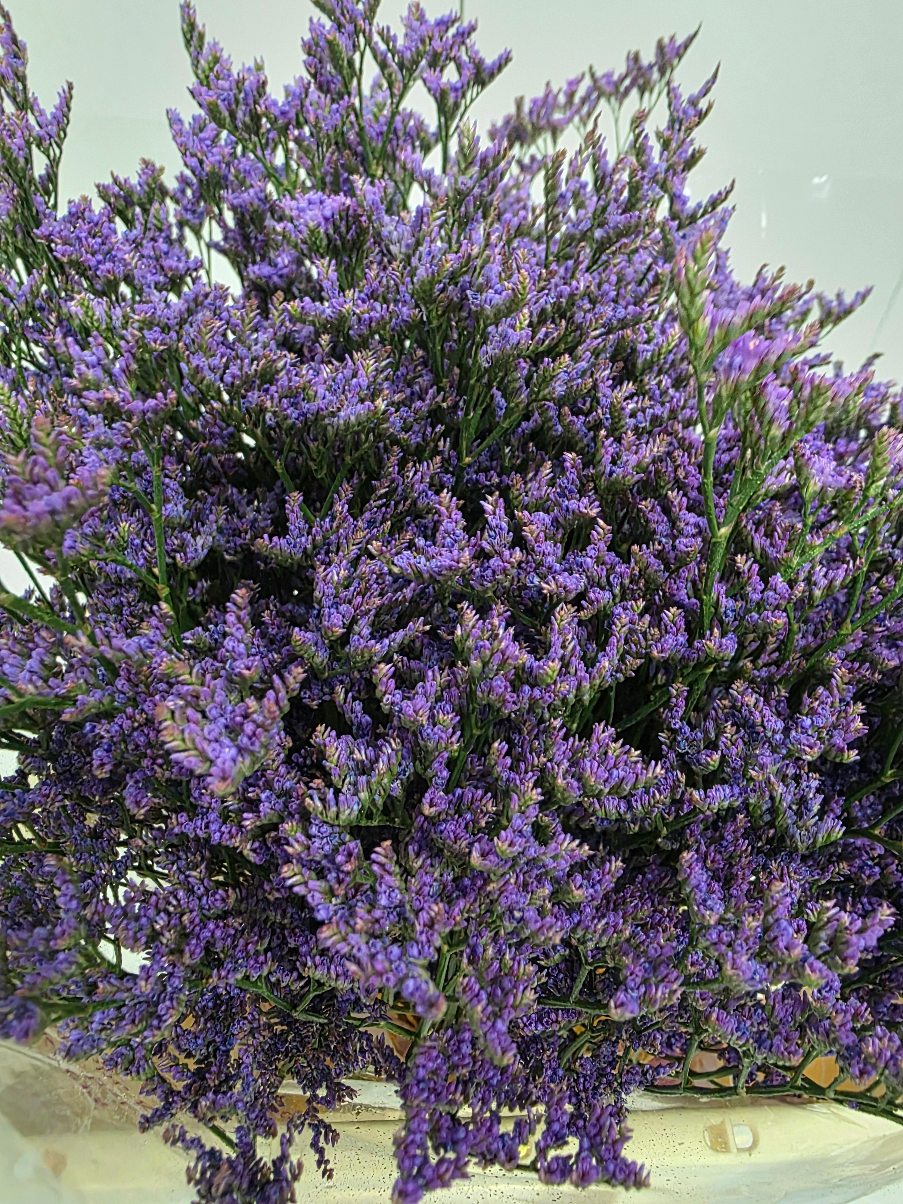 Farm Fresh Limonium Sinuatum Shooting Star(Bunch of 25 stems, Length 60cm)