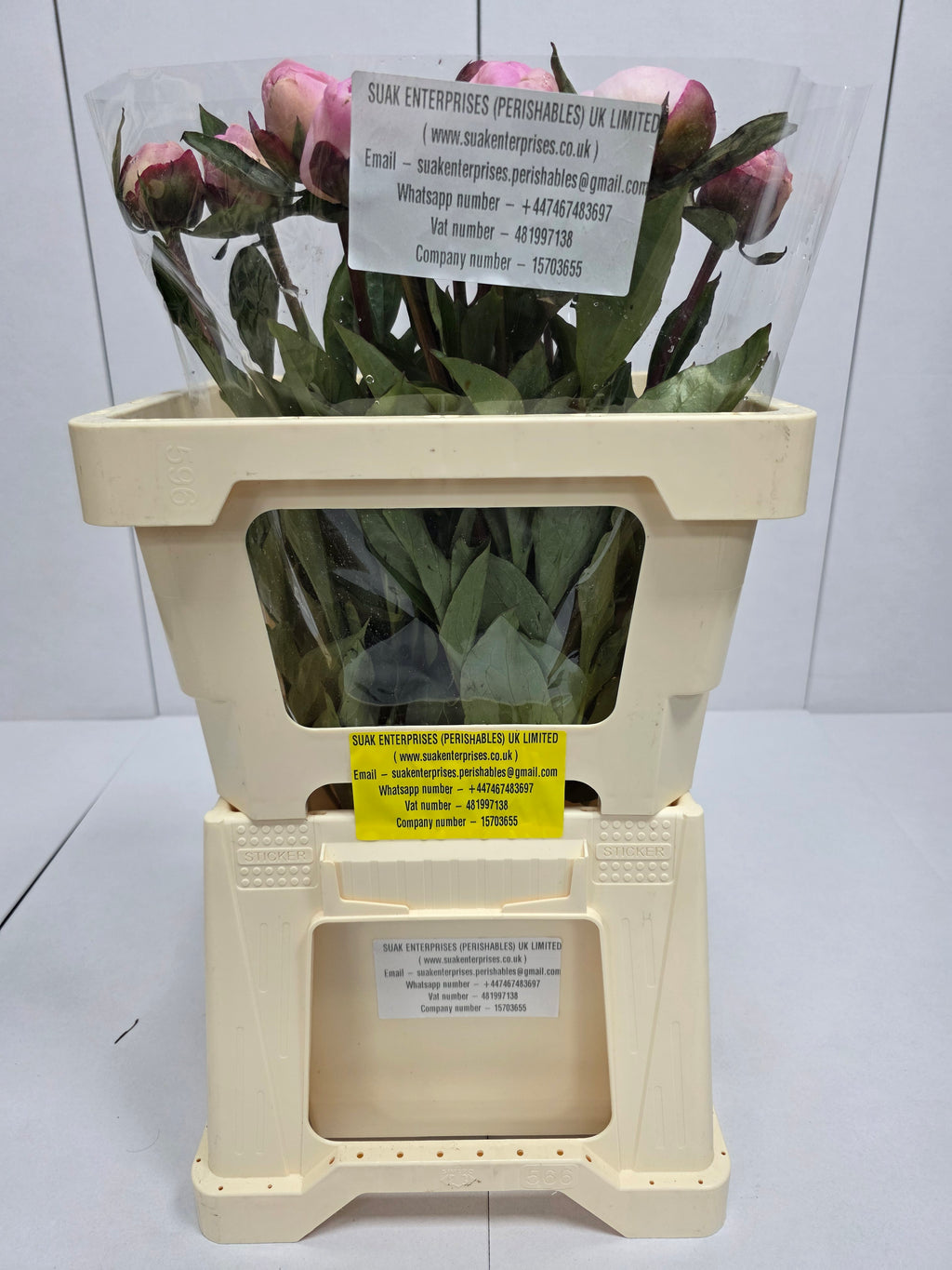 Farm Fresh Paeonia Gardenia (Bunch of 10stems, Length 55cm)
