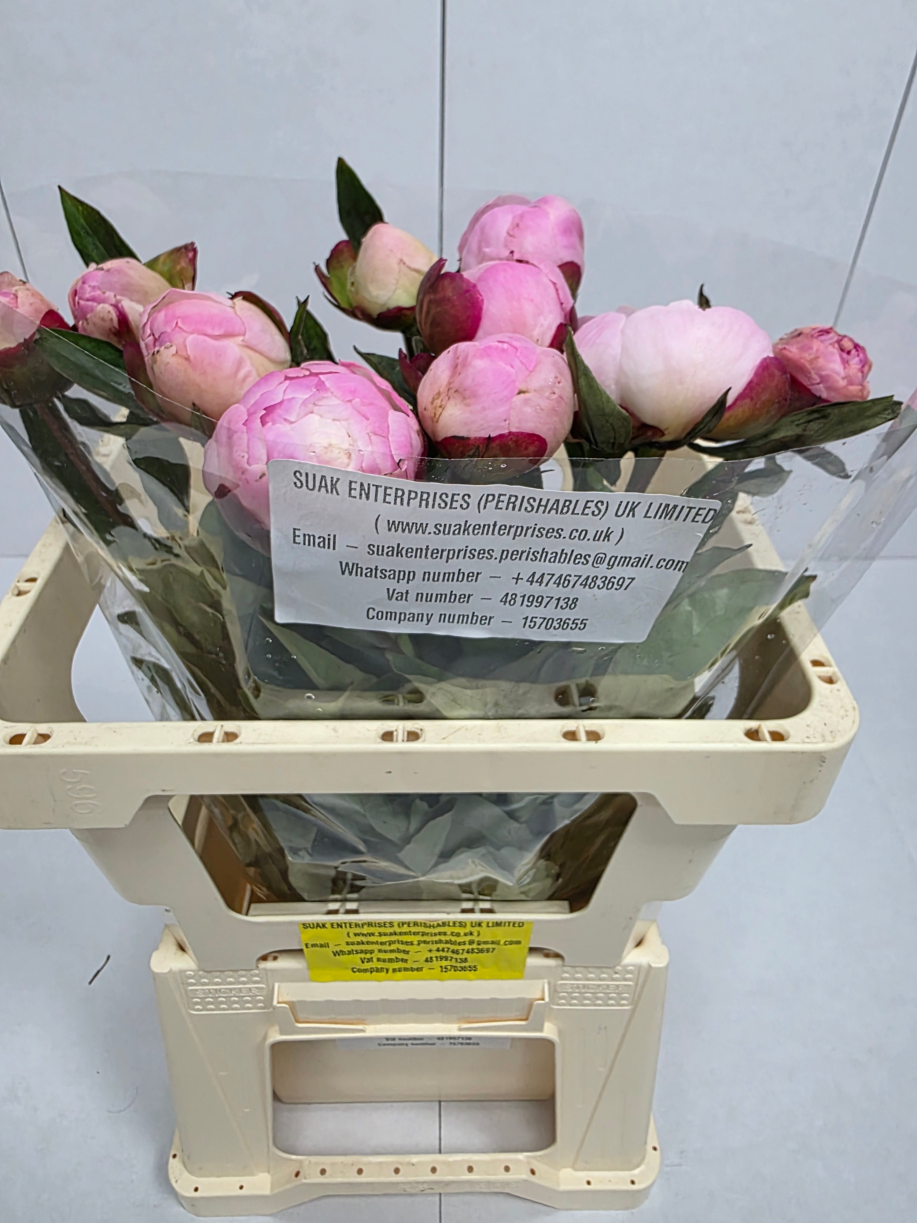 Farm Fresh Paeonia Gardenia (Bunch of 10stems, Length 55cm)