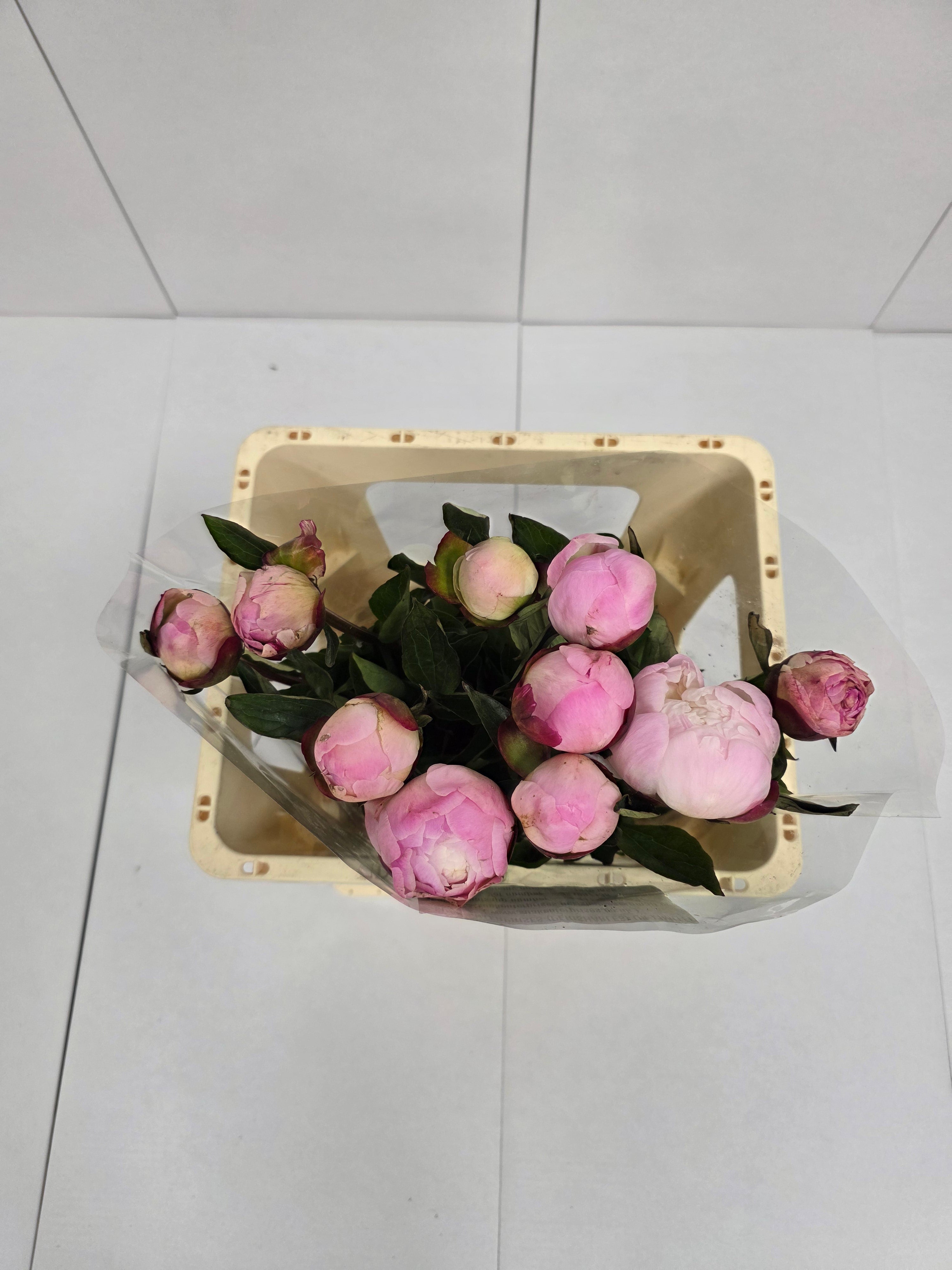 Farm Fresh Paeonia Gardenia (Bunch of 10stems, Length 55cm)