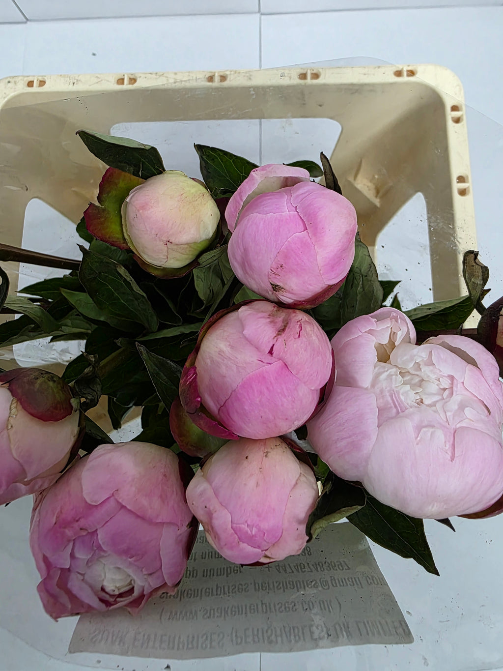 Farm Fresh Paeonia Gardenia (Bunch of 10stems, Length 55cm)
