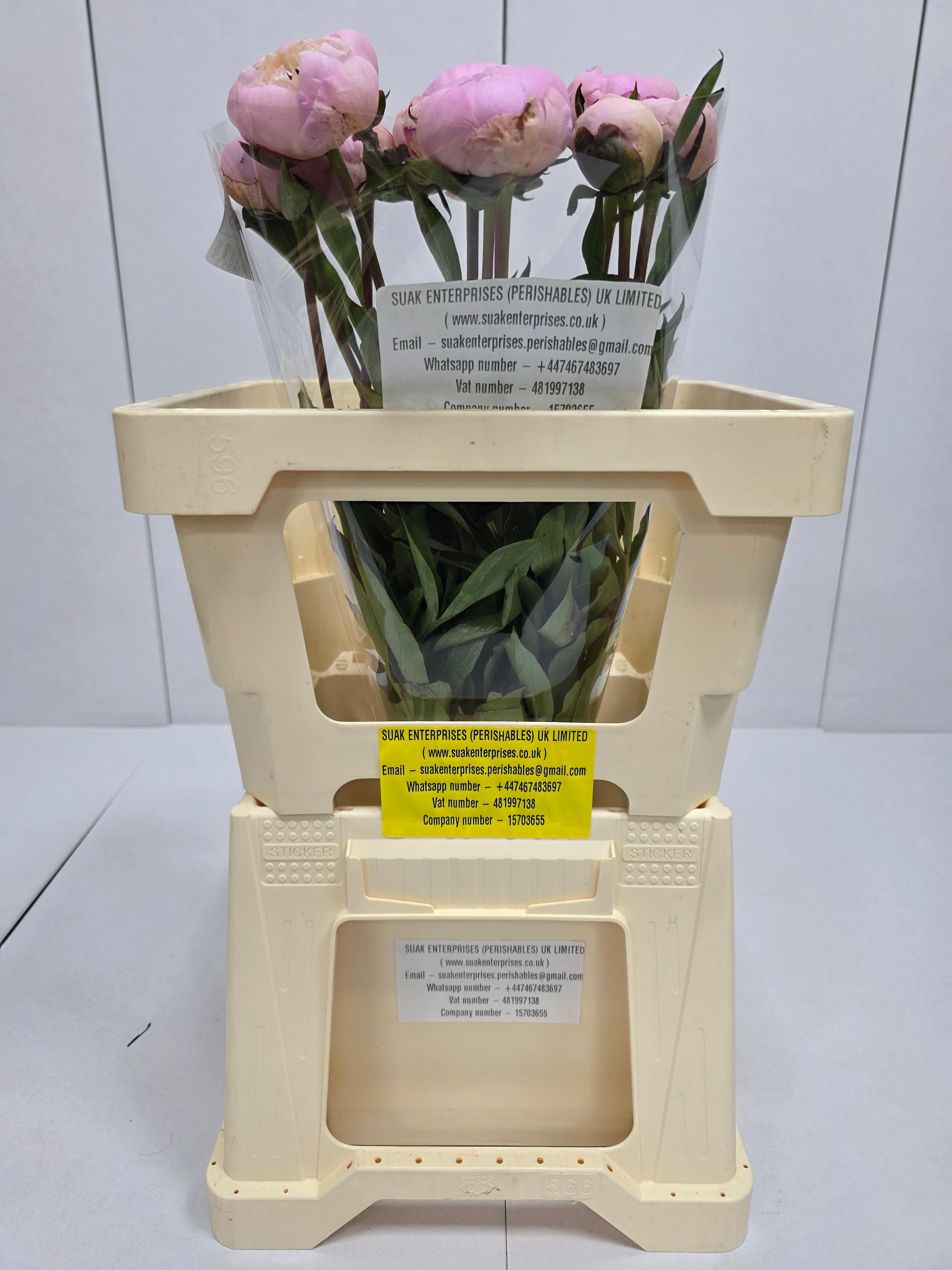 Farm Fresh Paeonia Madame Calot (Bunch of 10stems, Length 55cm)