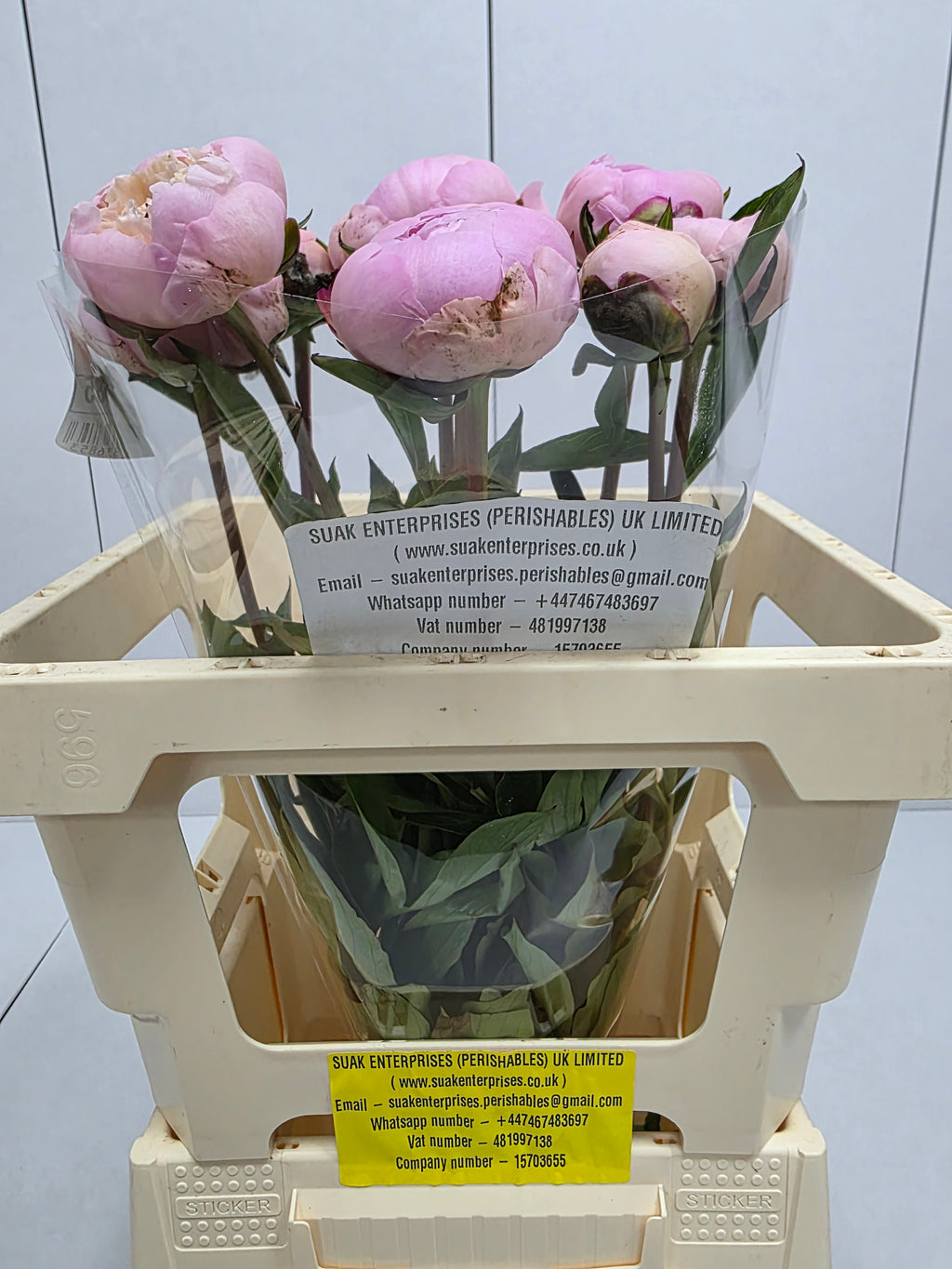Farm Fresh Paeonia Madame Calot (Bunch of 10stems, Length 55cm)