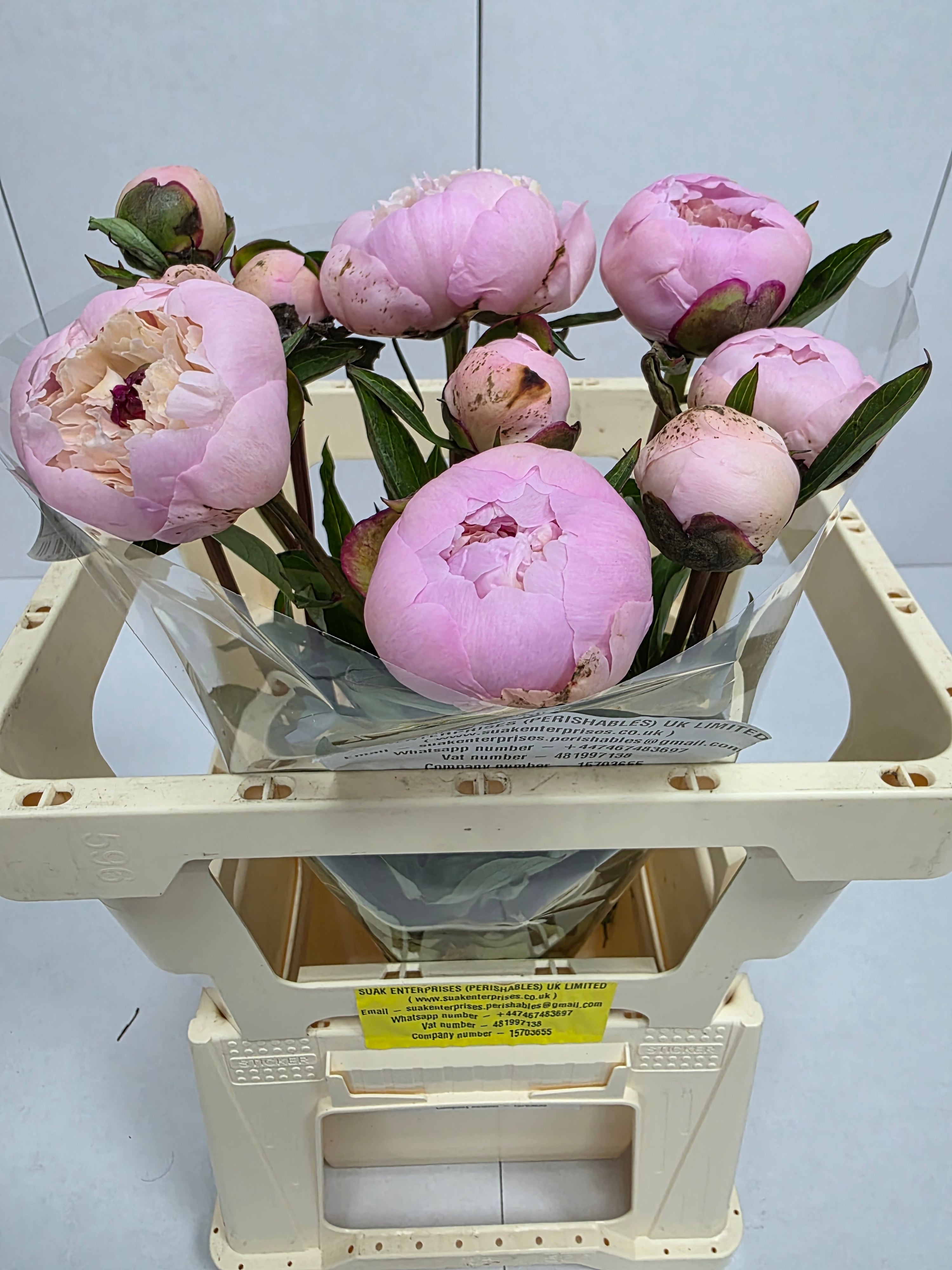 Farm Fresh Paeonia Madame Calot (Bunch of 10stems, Length 55cm)
