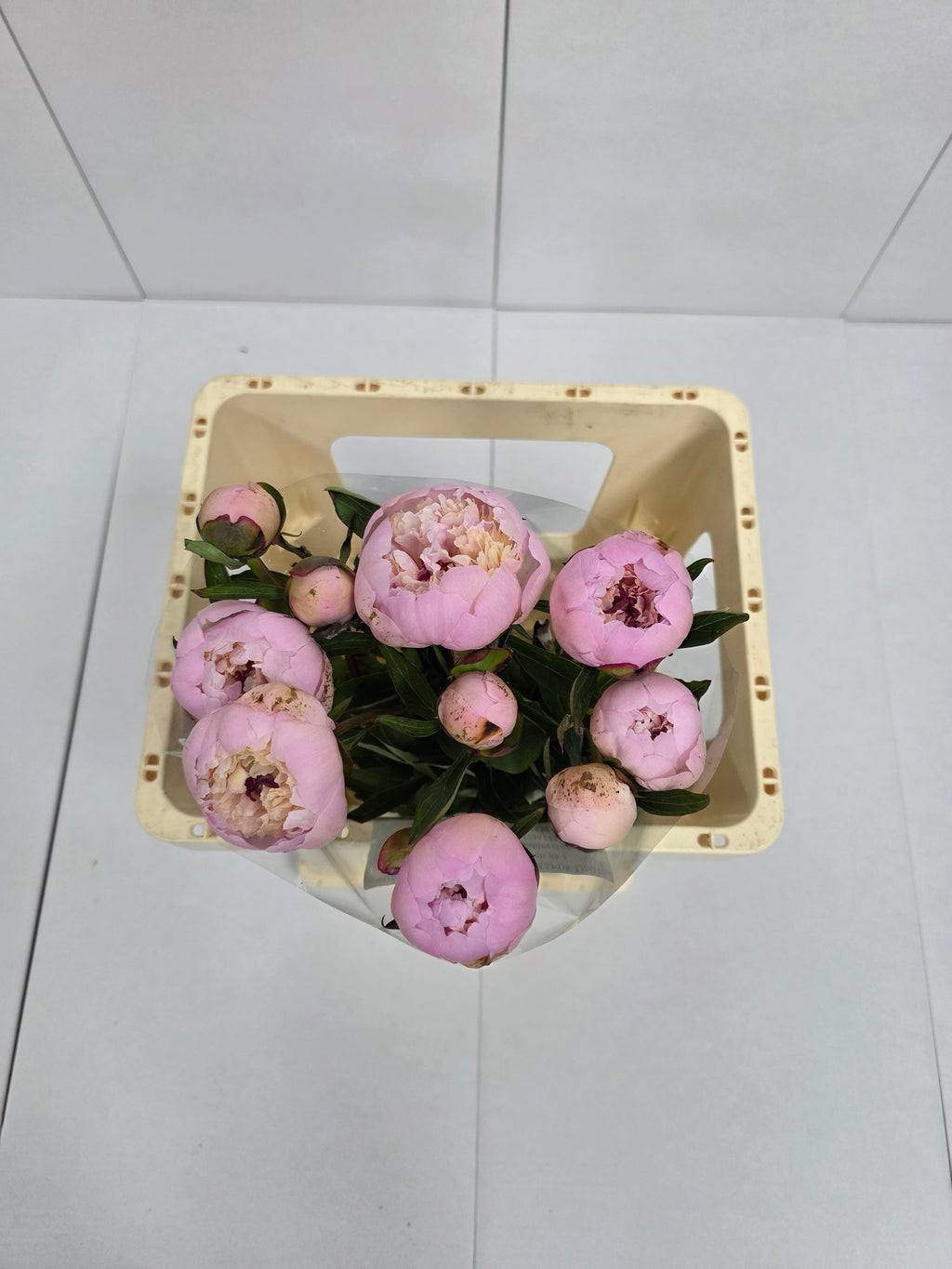 Farm Fresh Paeonia Madame Calot (Bunch of 10stems, Length 55cm)