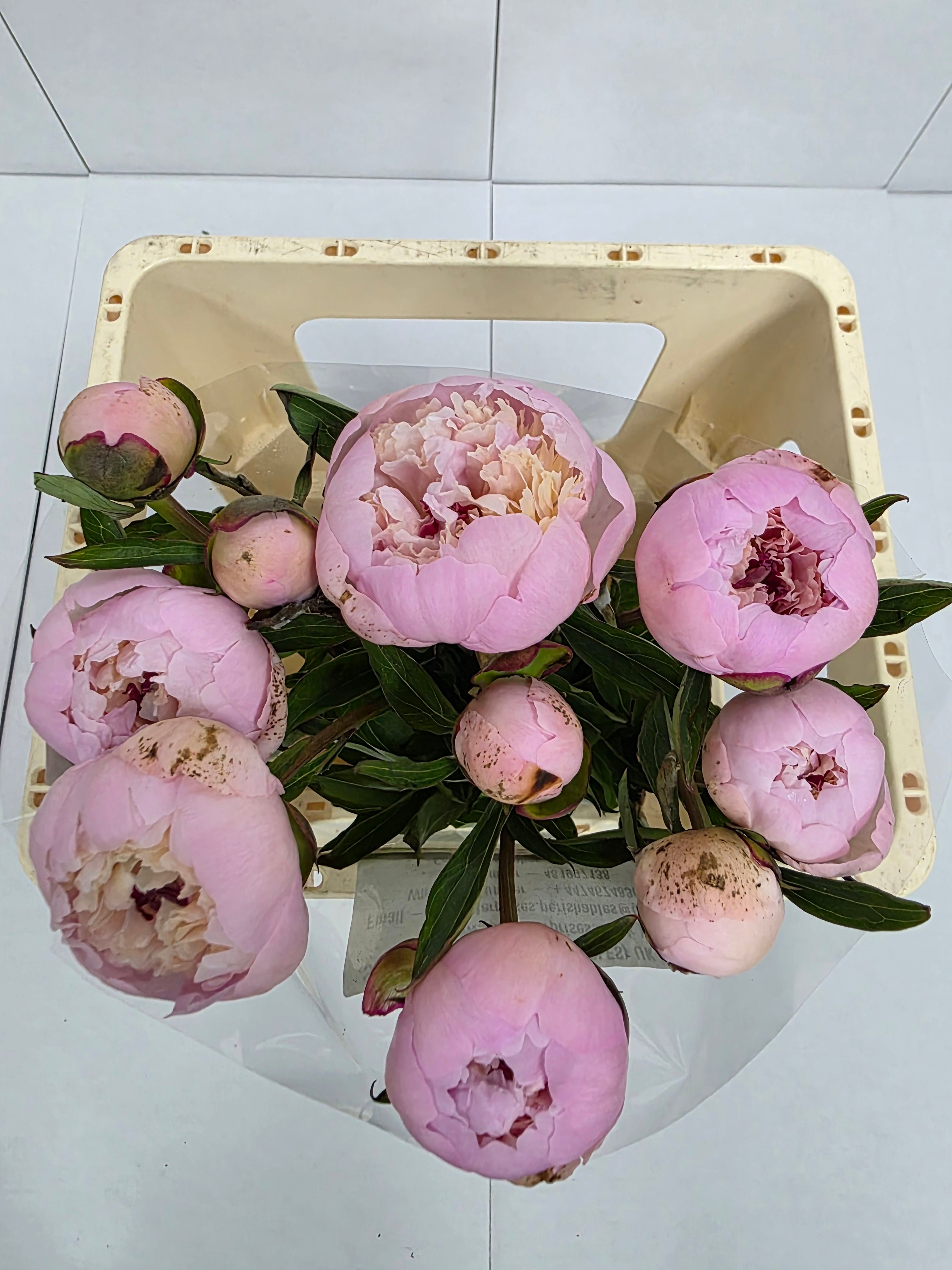Farm Fresh Paeonia Madame Calot (Bunch of 10stems, Length 55cm)