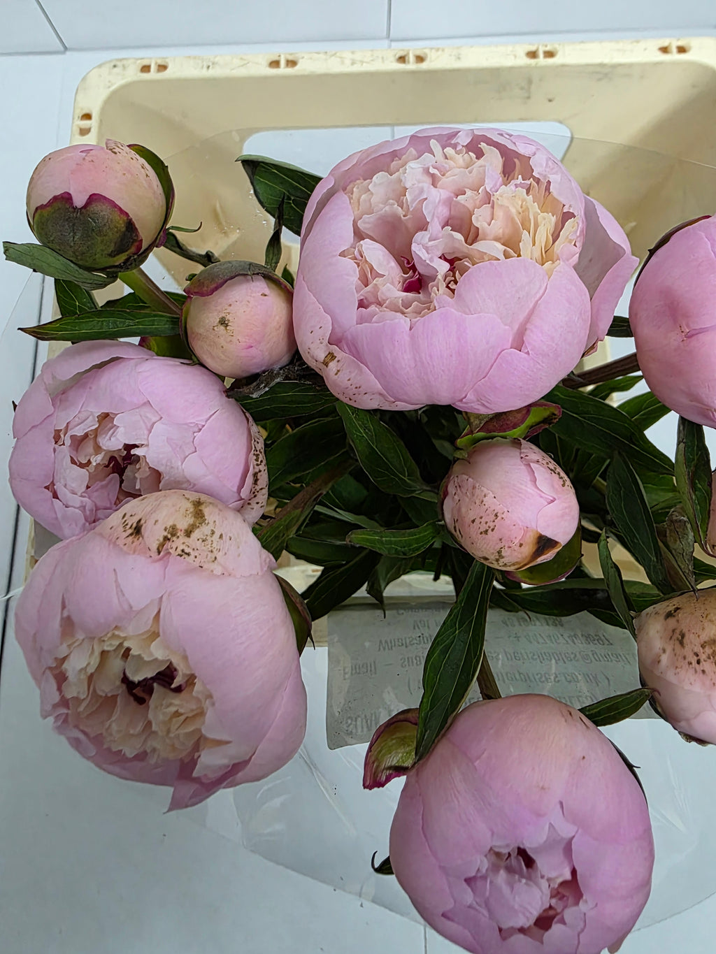 Farm Fresh Paeonia Madame Calot (Bunch of 10stems, Length 55cm)