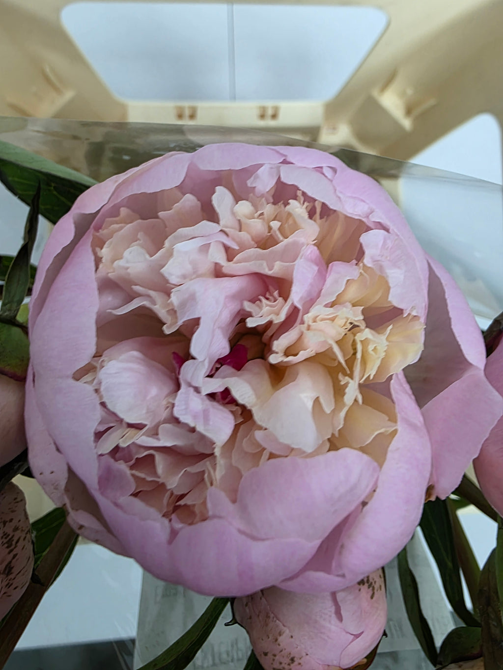 Farm Fresh Paeonia Madame Calot (Bunch of 10stems, Length 55cm)