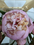 Farm Fresh Paeonia Madame Calot (Bunch of 10stems, Length 55cm)