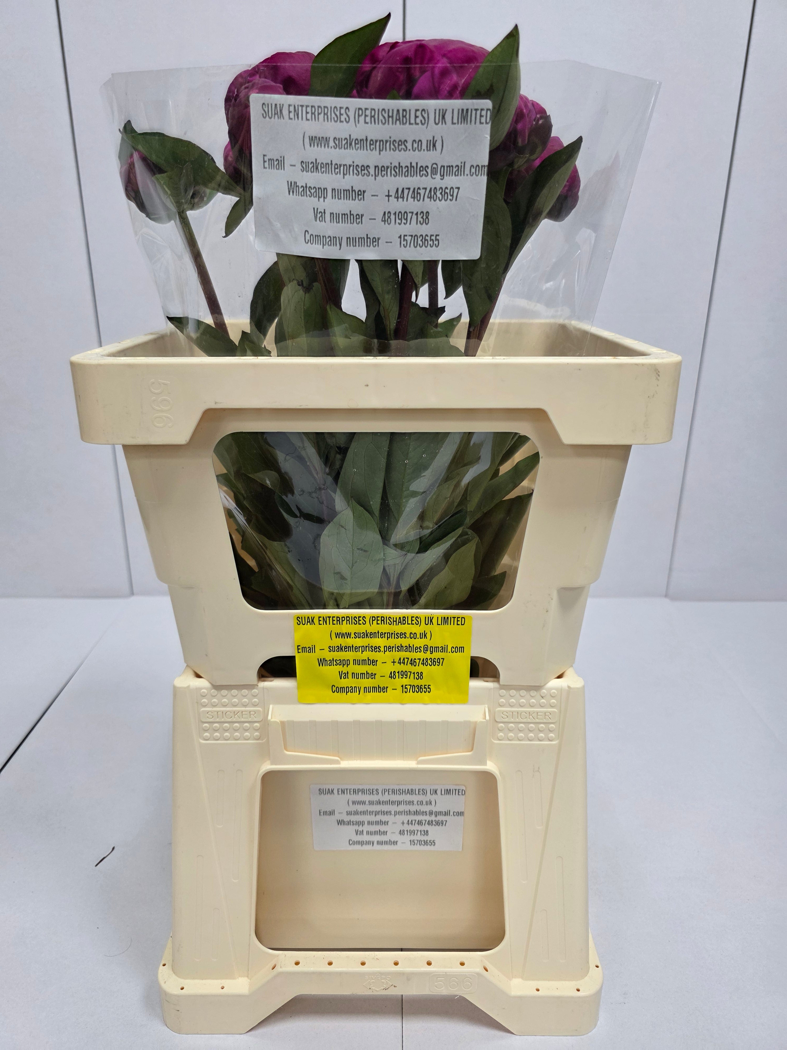 Farm Fresh Paeonia Red Sarah Bernhardt(Bunch of 10stems, Length 55cm)