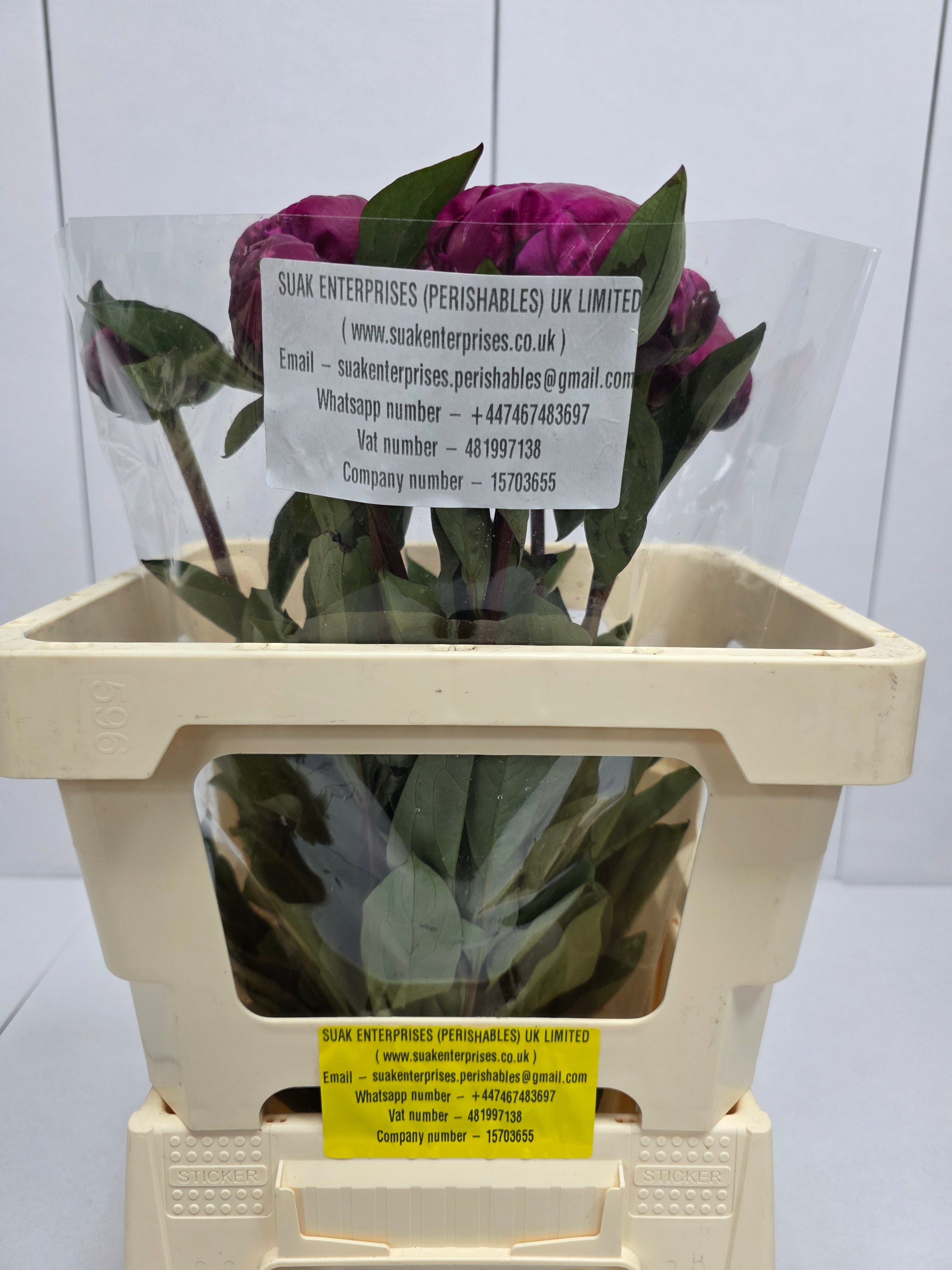 Farm Fresh Paeonia Red Sarah Bernhardt(Bunch of 10stems, Length 55cm)