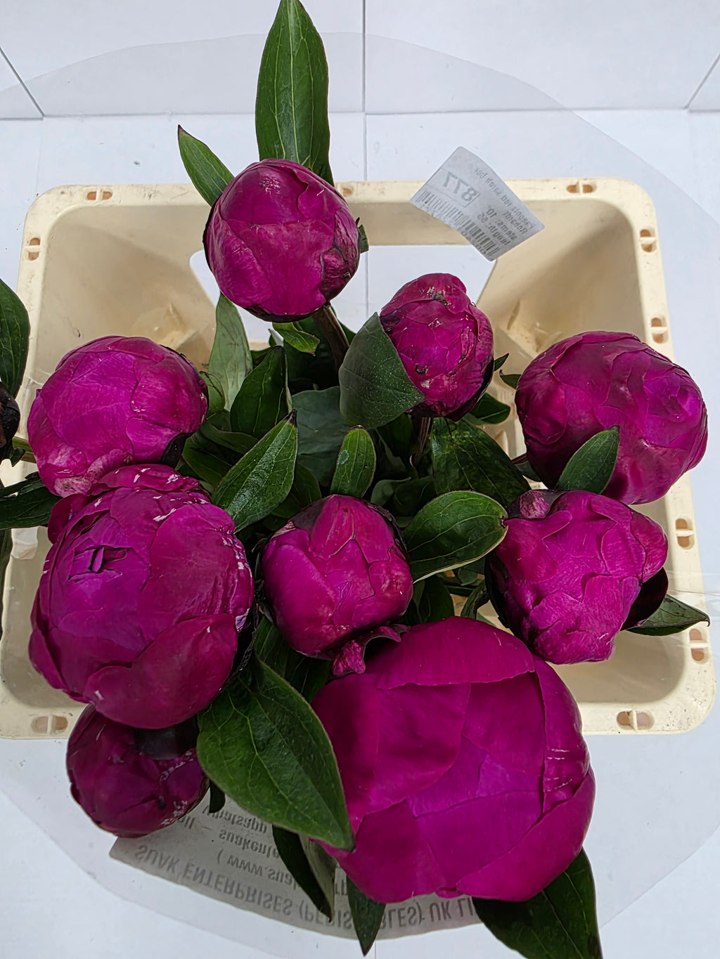 Farm Fresh Paeonia Red Sarah Bernhardt(Bunch of 10stems, Length 55cm)
