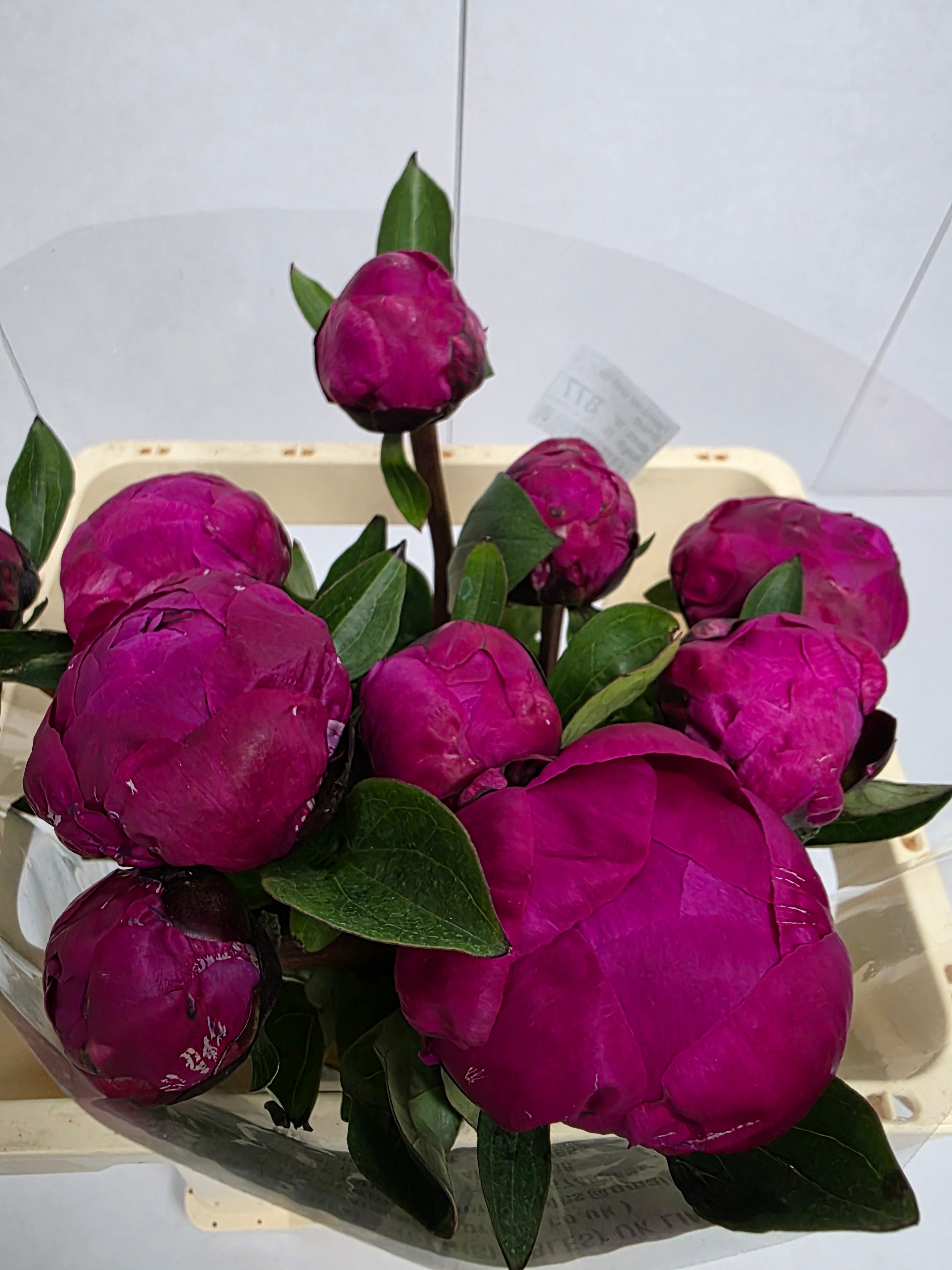 Farm Fresh Paeonia Red Sarah Bernhardt(Bunch of 10stems, Length 55cm)