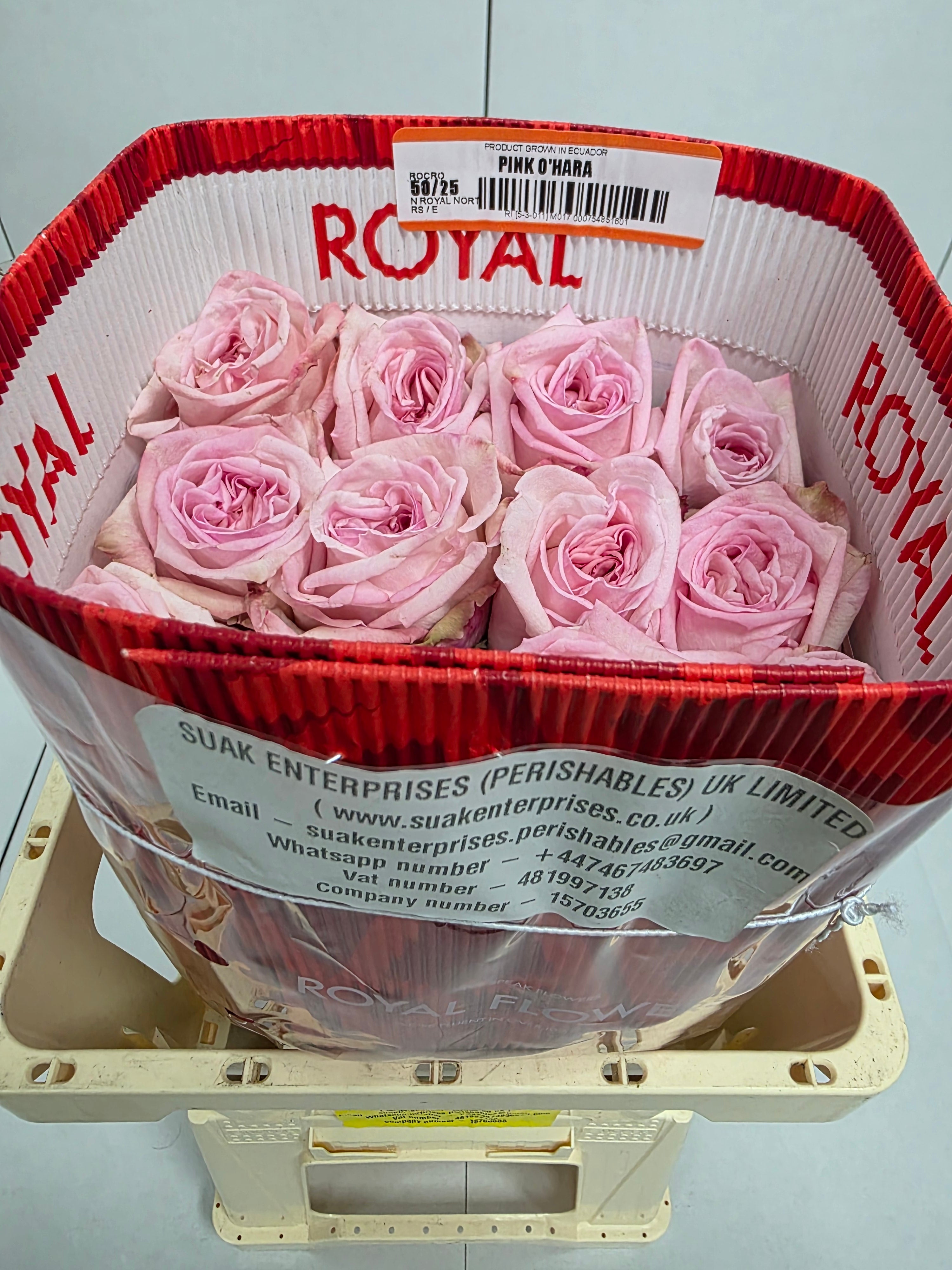 Farm Fresh Rosa Ecuadorian Garden Pink Ohara (Bunch of 25 stems, Length 50cm)