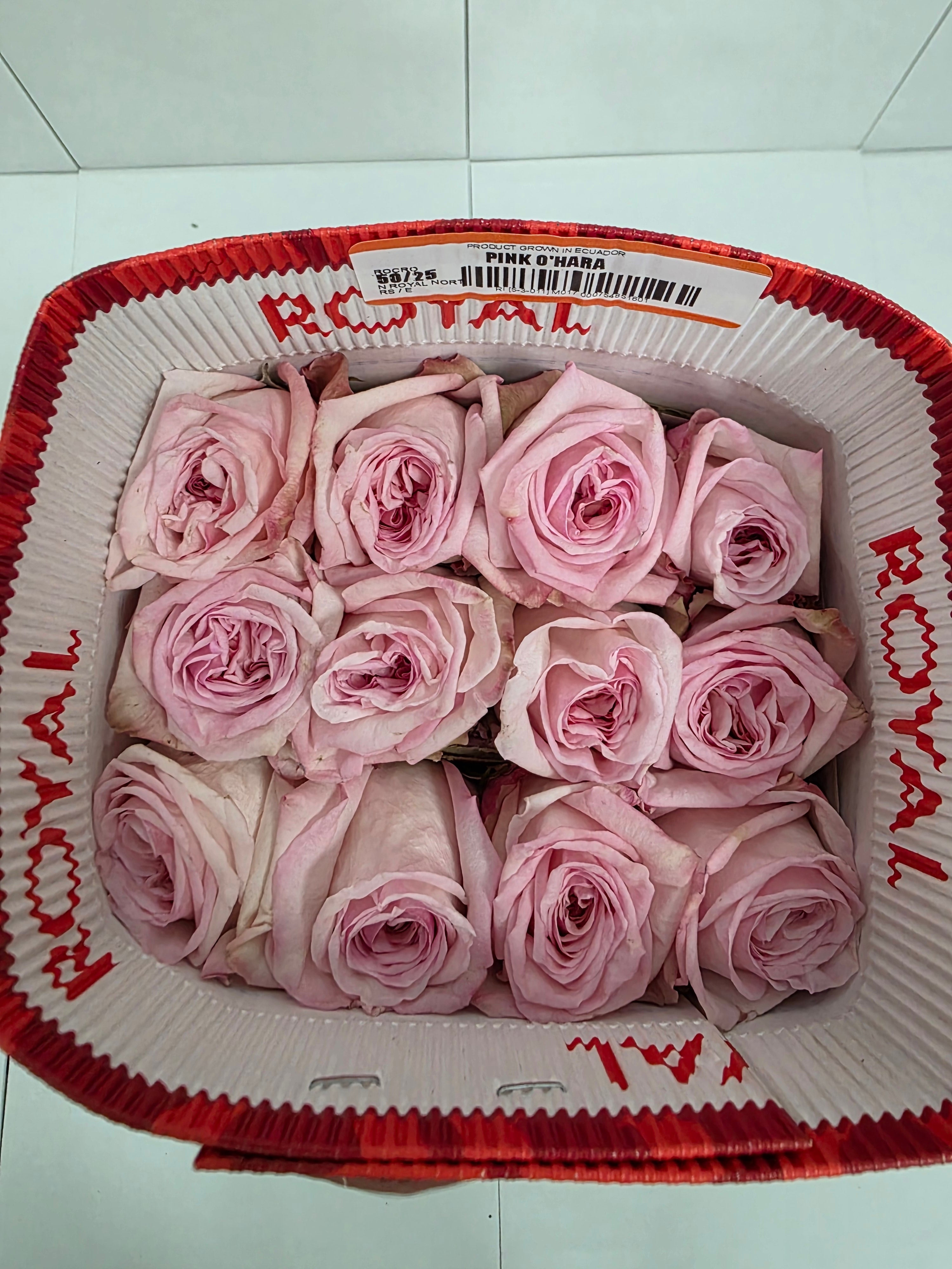 Farm Fresh Rosa Ecuadorian Garden Pink Ohara (Bunch of 25 stems, Length 50cm)