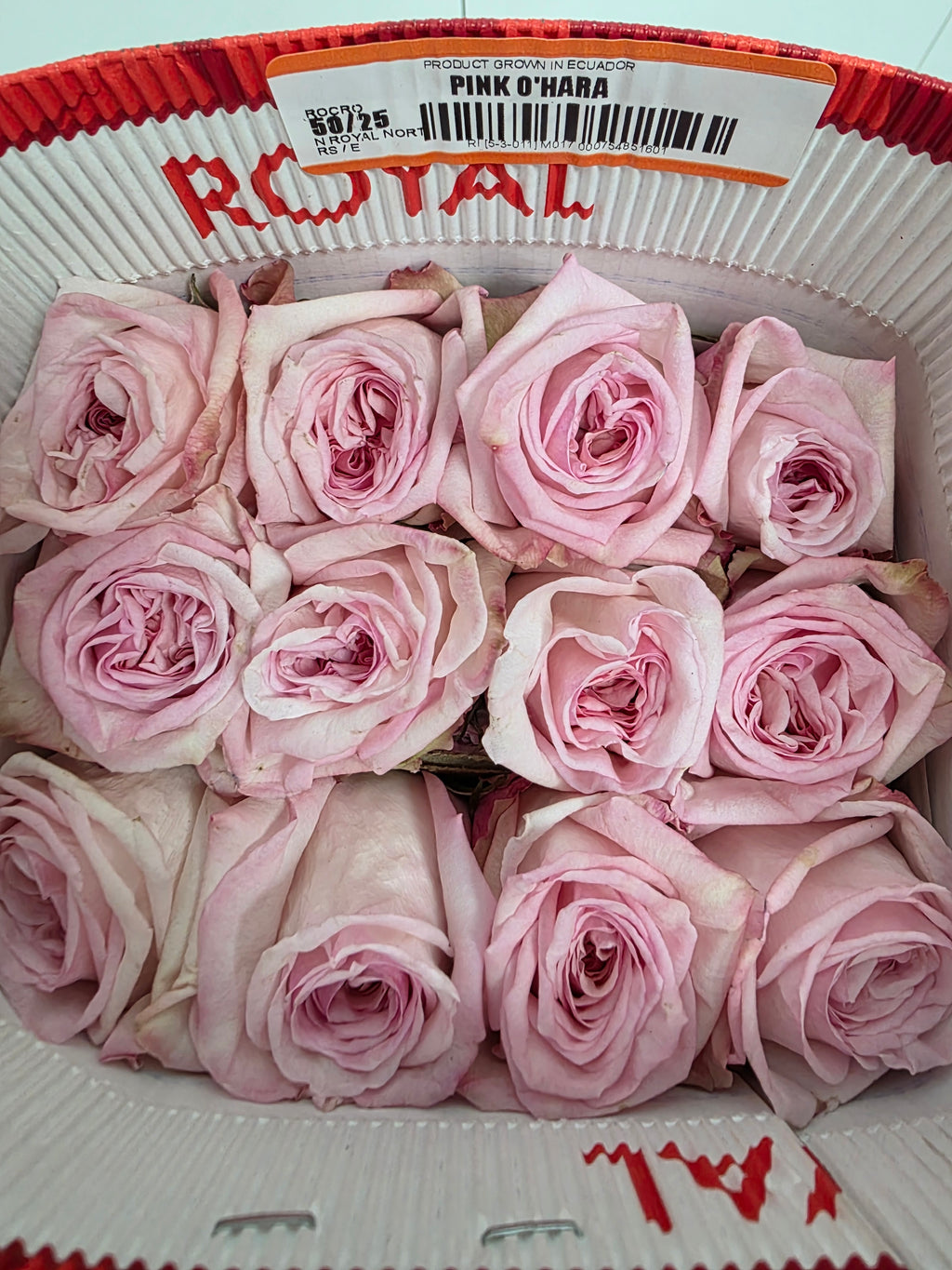 Farm Fresh Rosa Ecuadorian Garden Pink Ohara (Bunch of 25 stems, Length 50cm)