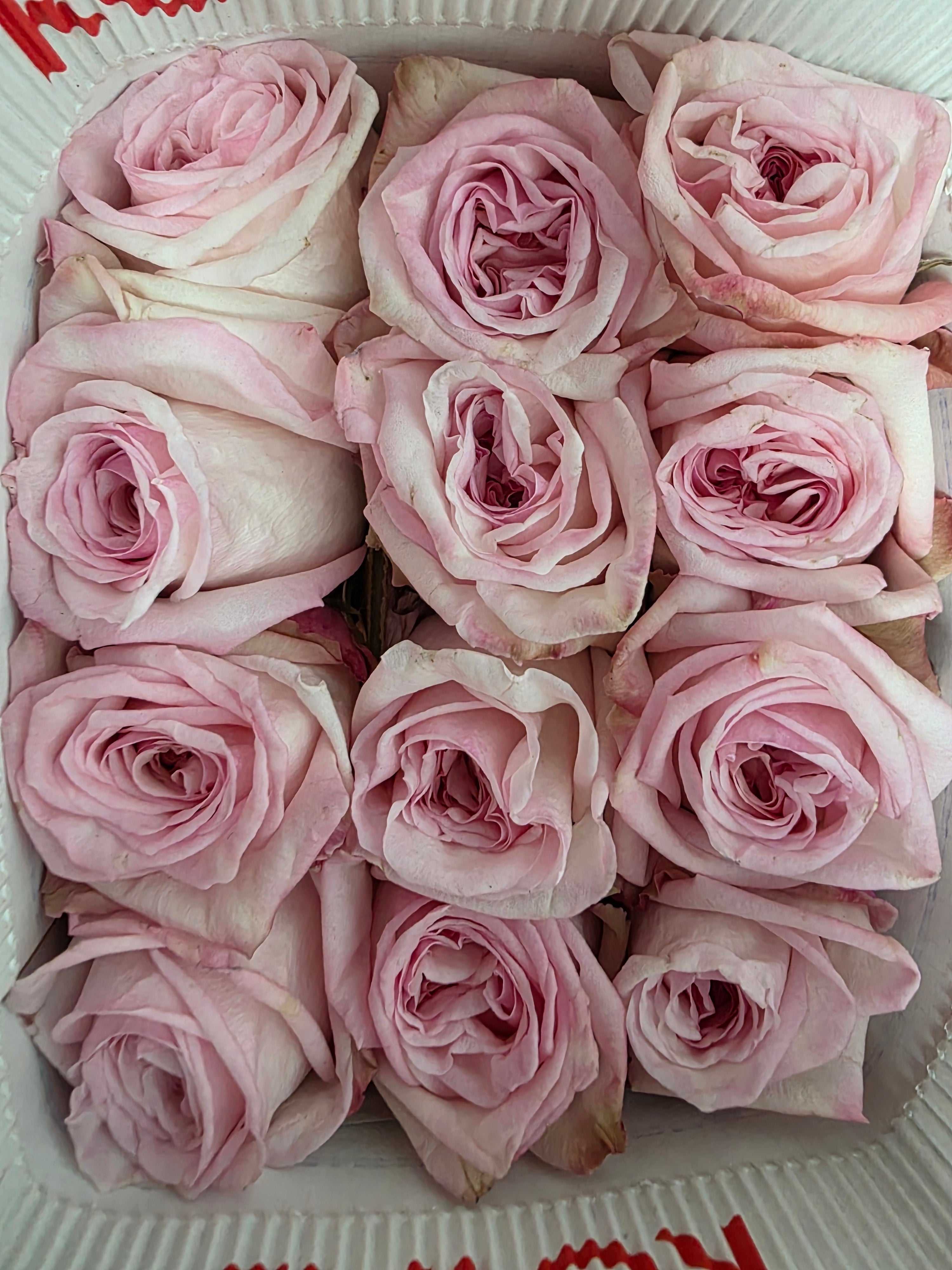 Farm Fresh Rosa Ecuadorian Garden Pink Ohara (Bunch of 25 stems, Length 50cm)