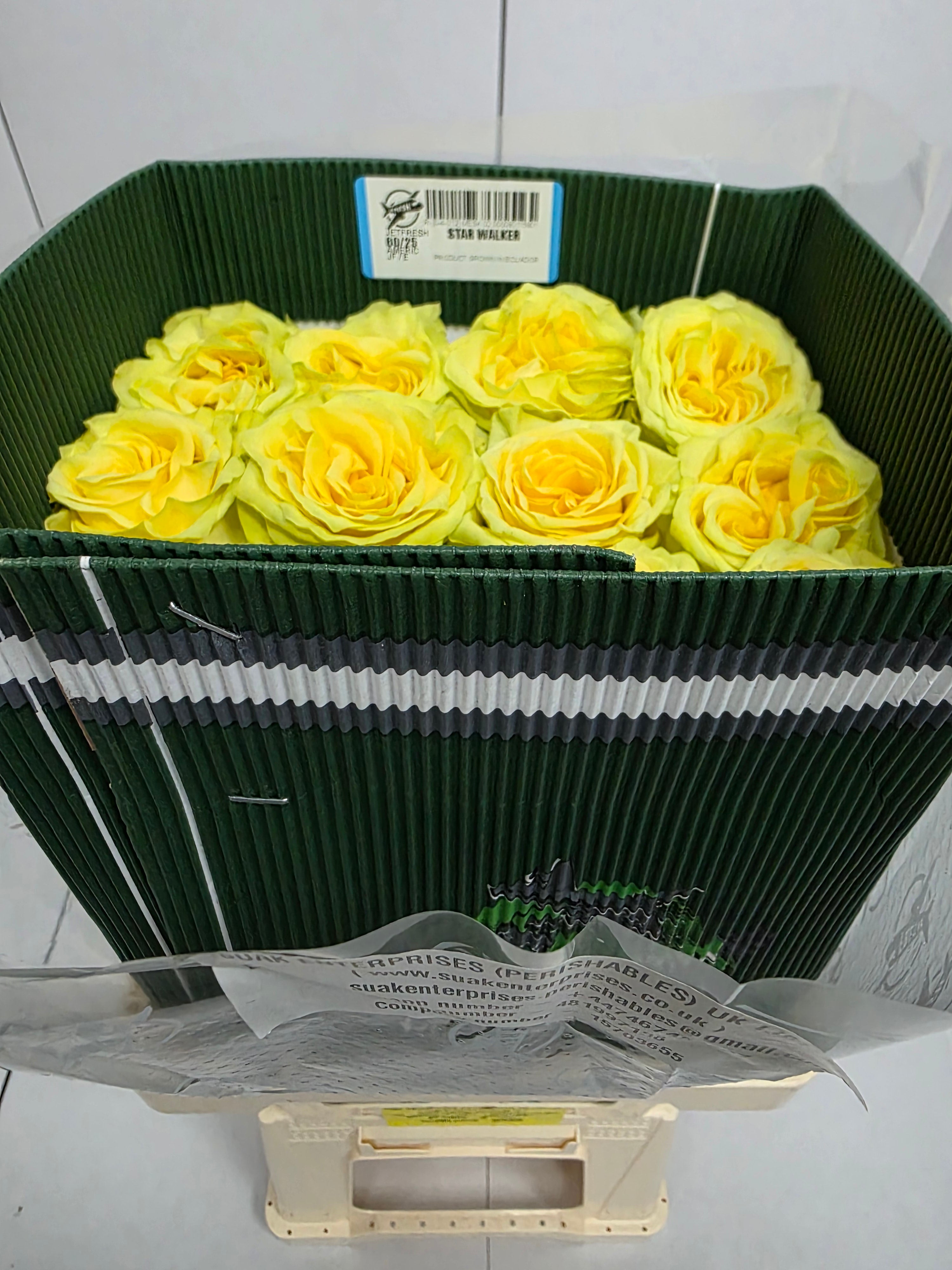 Farm Fresh Rosa Ecuadorian Gr Garden Star Walker (Bunch of 25 stems, Length 60cm)