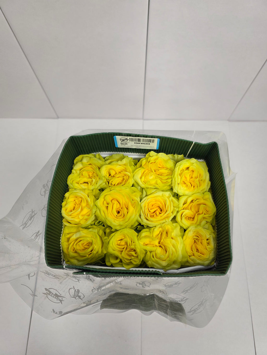 Farm Fresh Rosa Ecuadorian Gr Garden Star Walker (Bunch of 25 stems, Length 60cm)