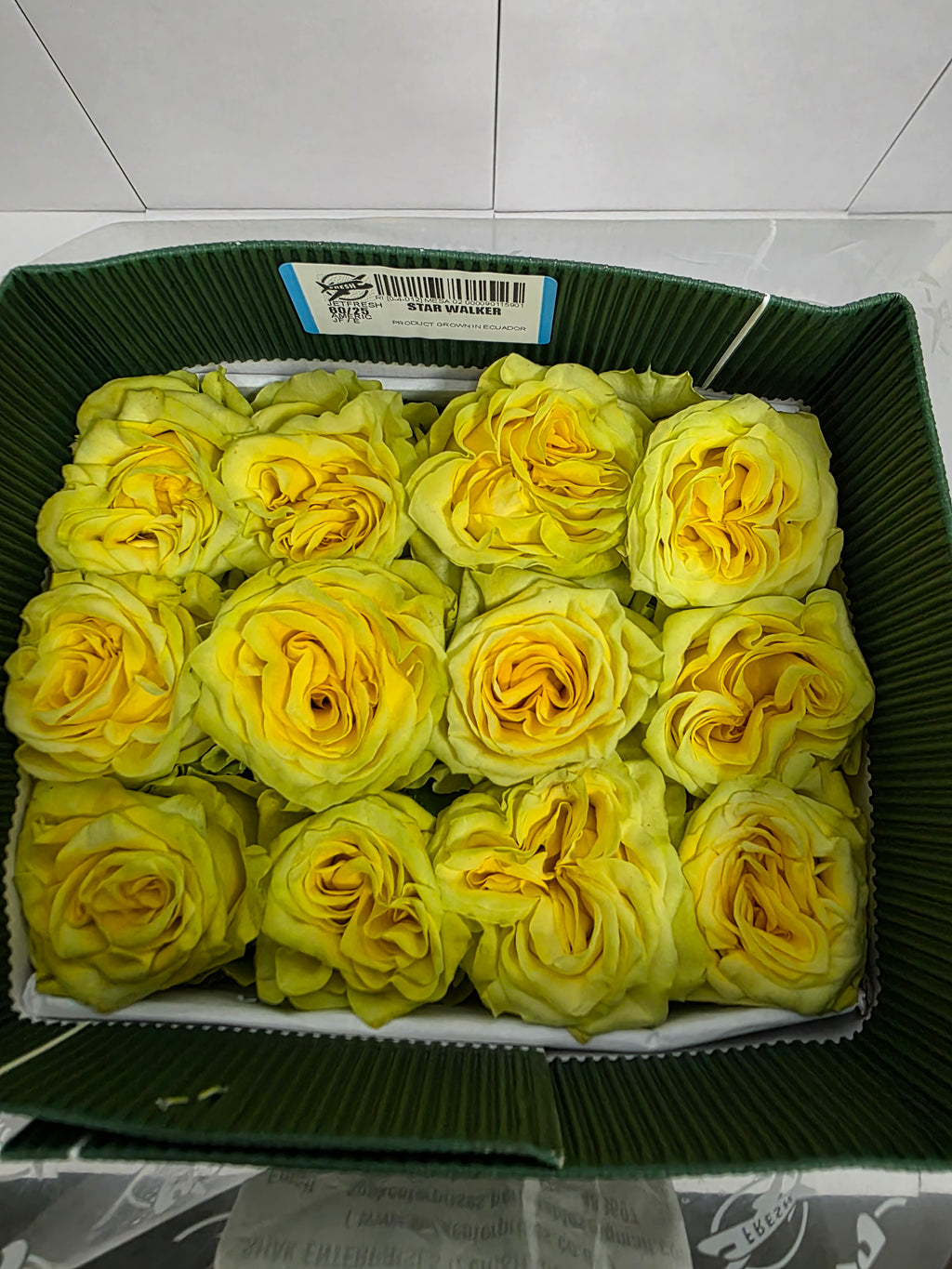 Farm Fresh Rosa Ecuadorian Gr Garden Star Walker (Bunch of 25 stems, Length 60cm)