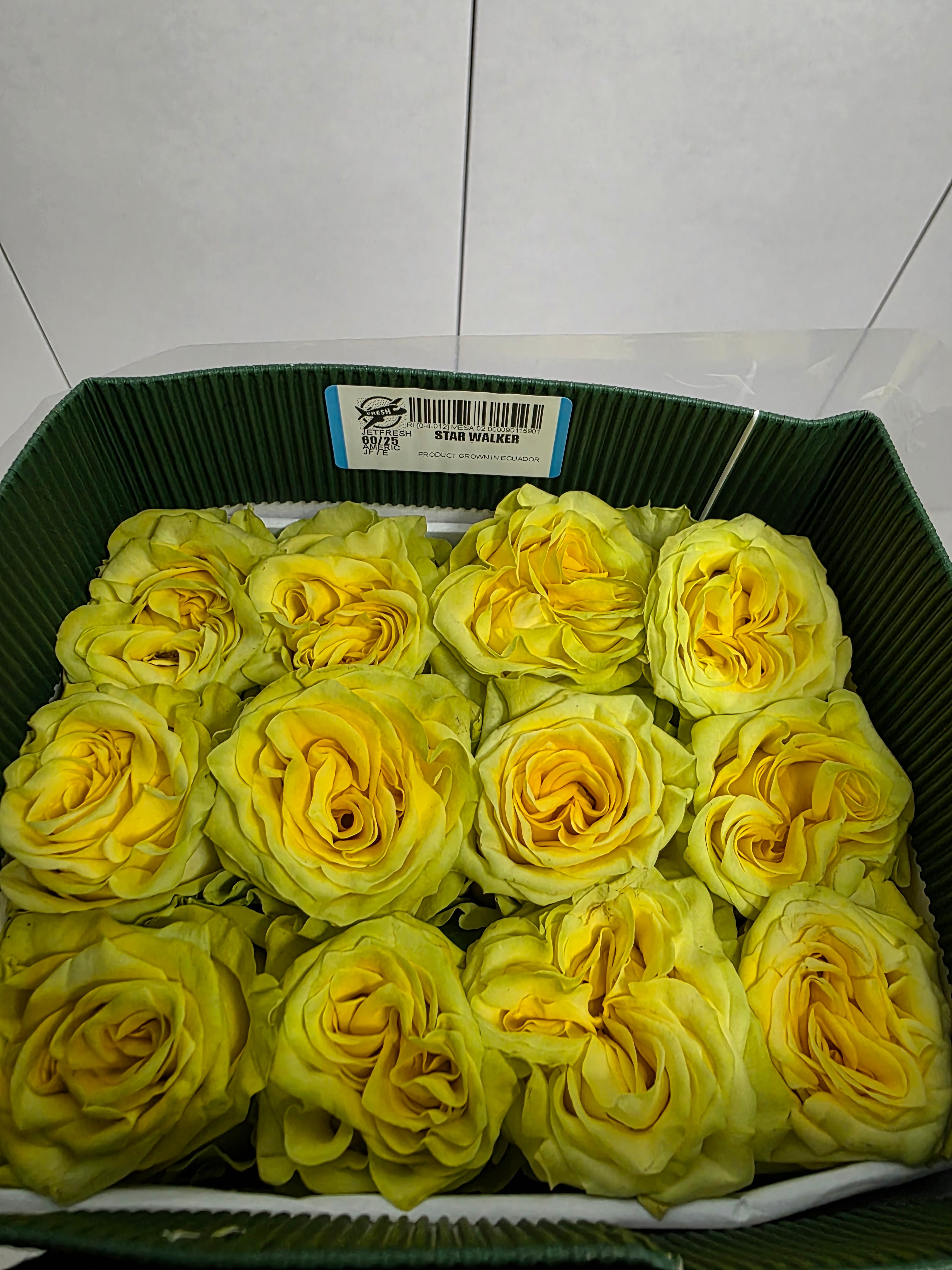 Farm Fresh Rosa Ecuadorian Gr Garden Star Walker (Bunch of 25 stems, Length 60cm)