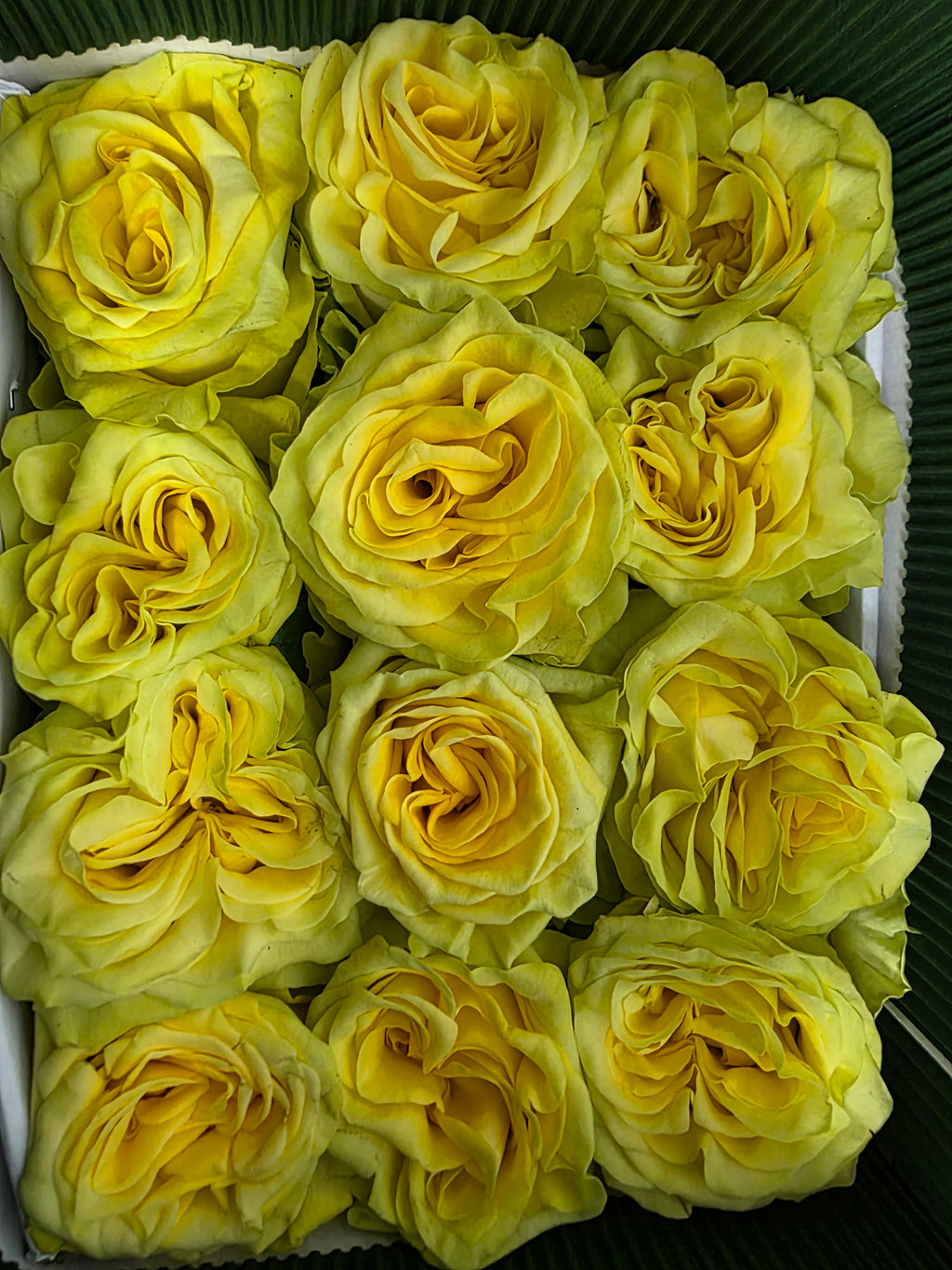 Farm Fresh Rosa Ecuadorian Gr Garden Star Walker (Bunch of 25 stems, Length 60cm)