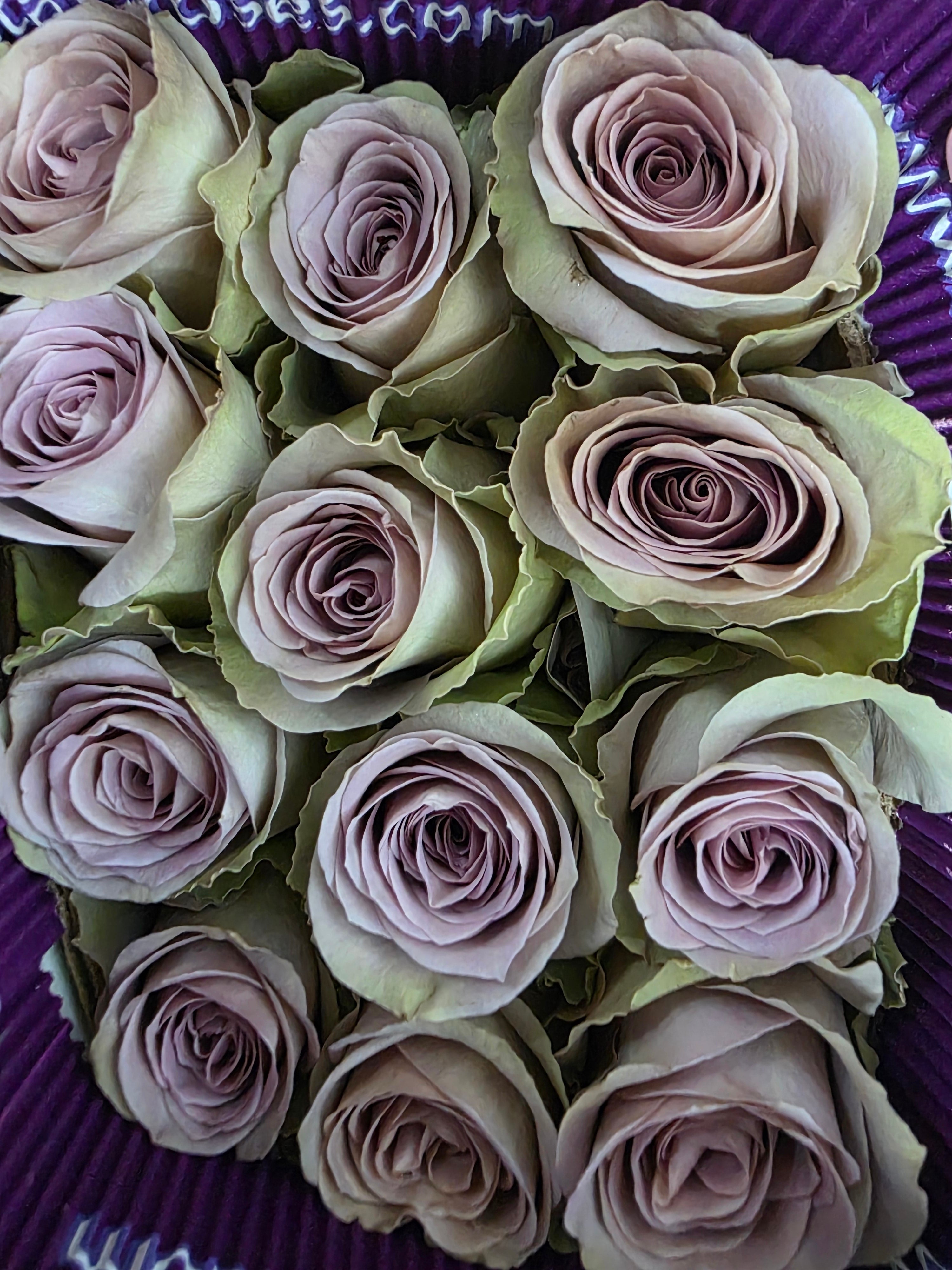 Farm Fresh Rosa Ecuadorian Gr Amnesia( Bunch of 25 stems, Length 50cm)