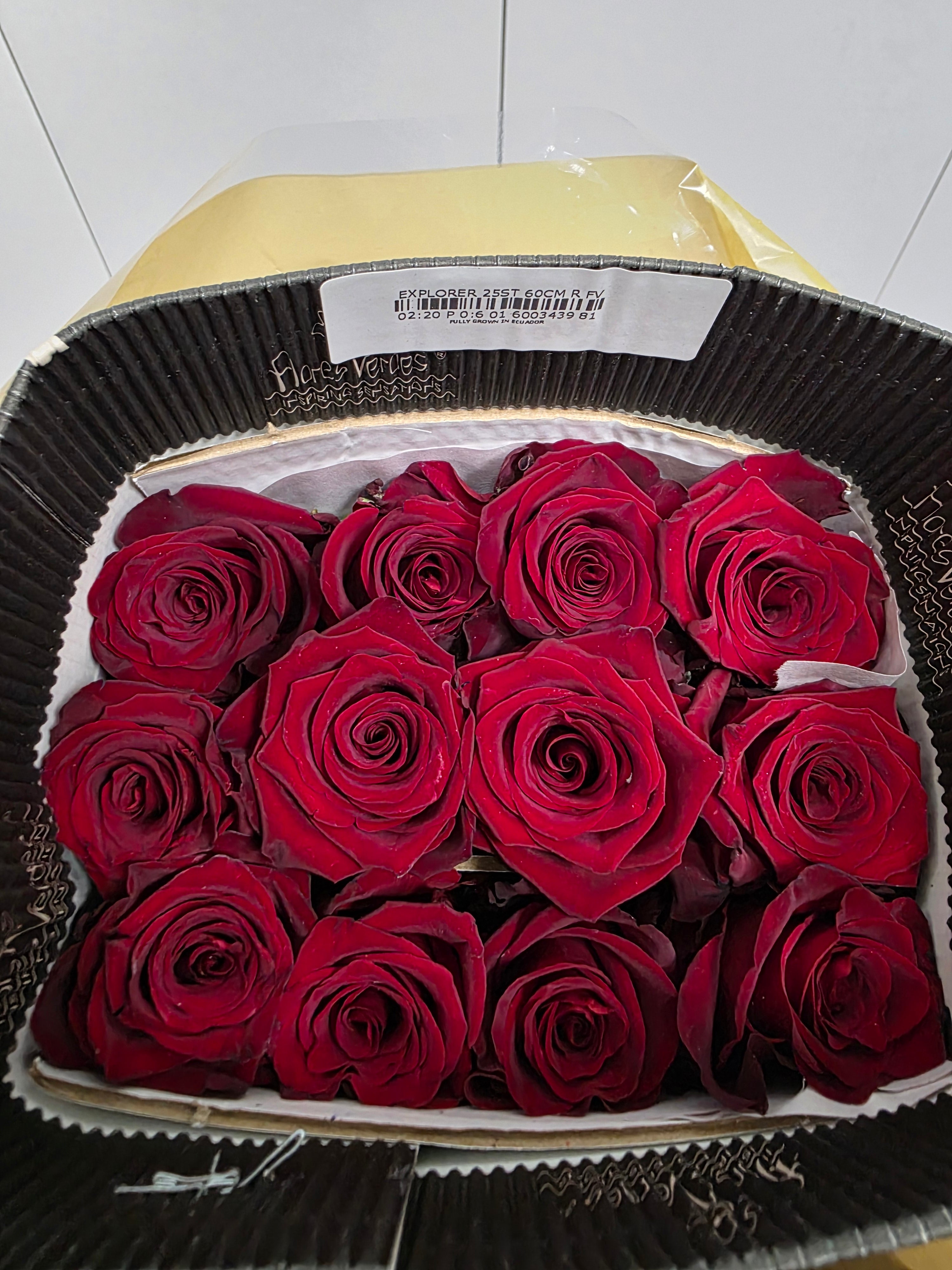Farm Fresh Rosa Ecuadorian Gr Explorer (Bunch of 25 stems, Length 60cm)