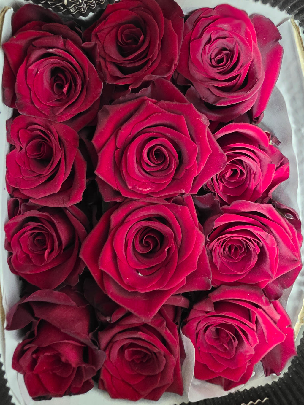 Farm Fresh Rosa Ecuadorian Gr Explorer (Bunch of 25 stems, Length 60cm)