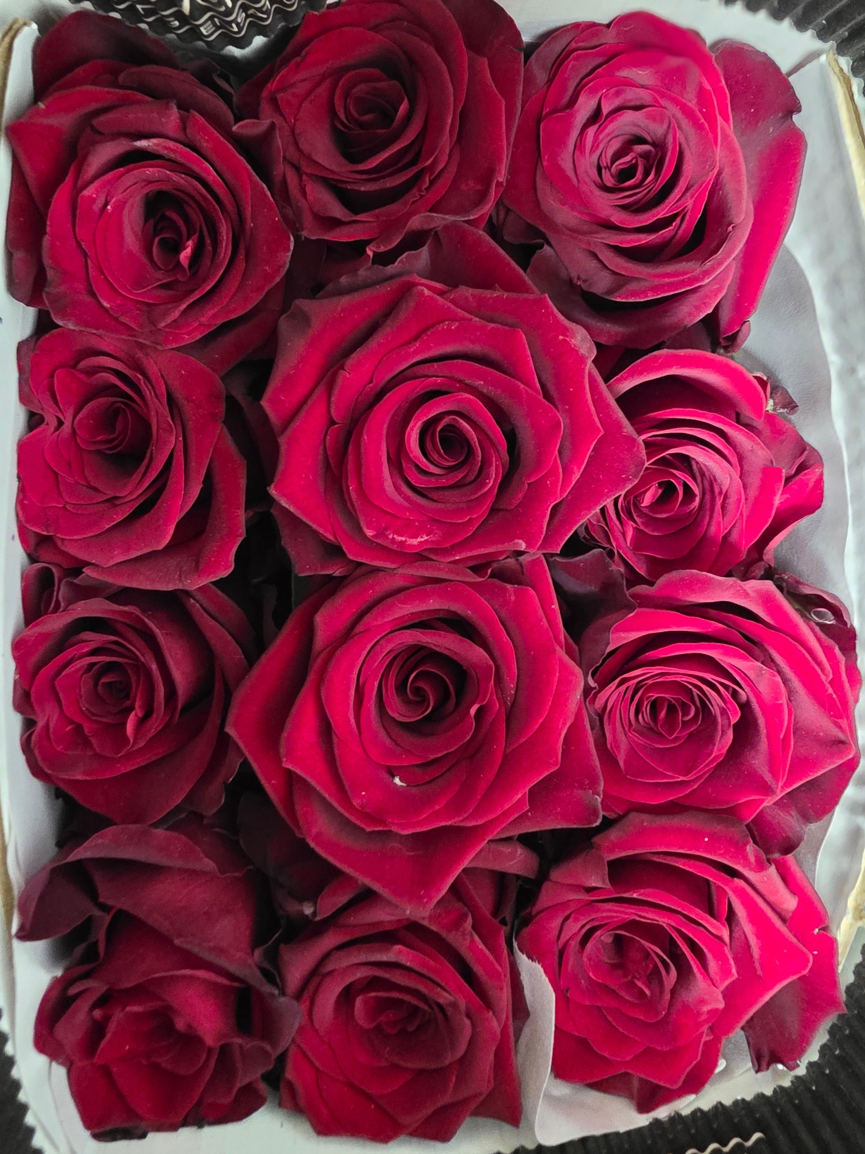Farm Fresh Rosa Ecuadorian Gr Explorer (Bunch of 25 stems, Length 60cm)