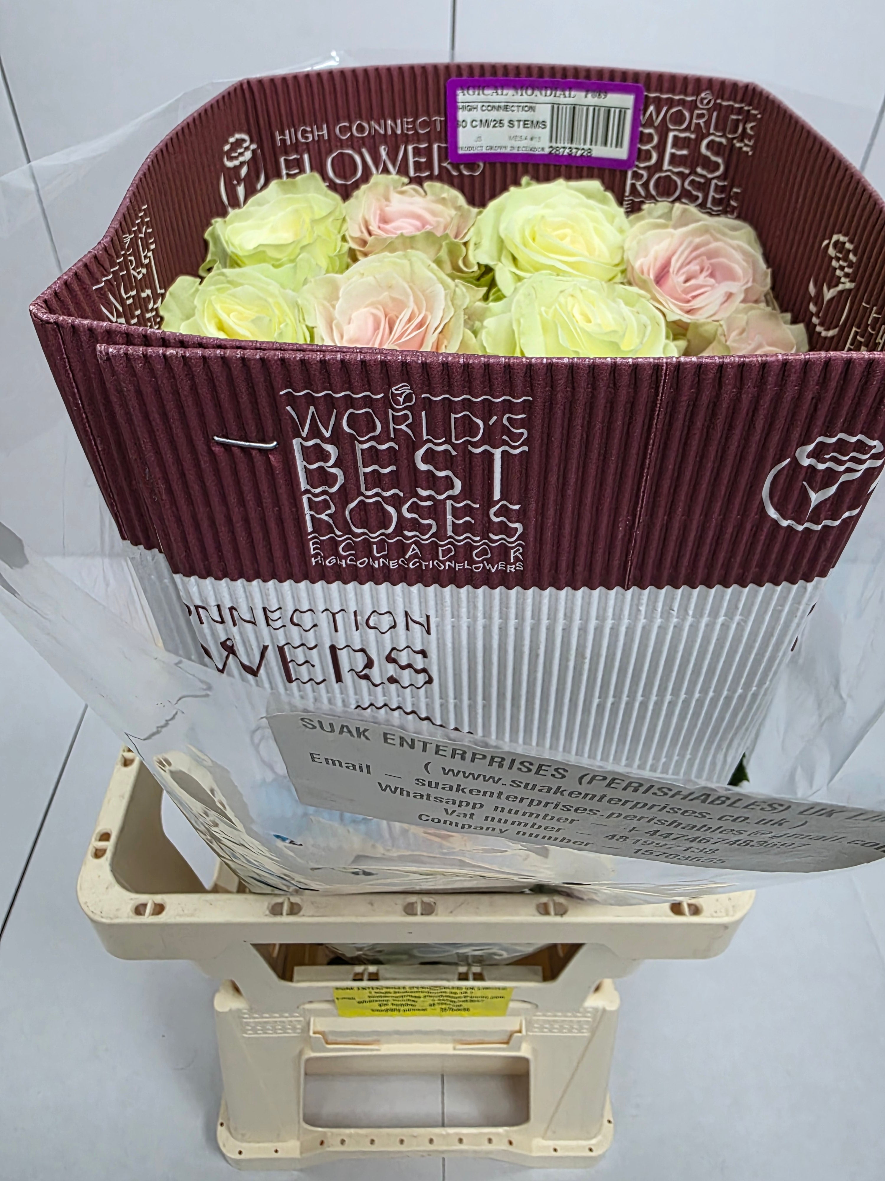 Farm Fresh Rosa Ec Gr Magical Mondial(Bunch of 25 stems, Length 60cm)