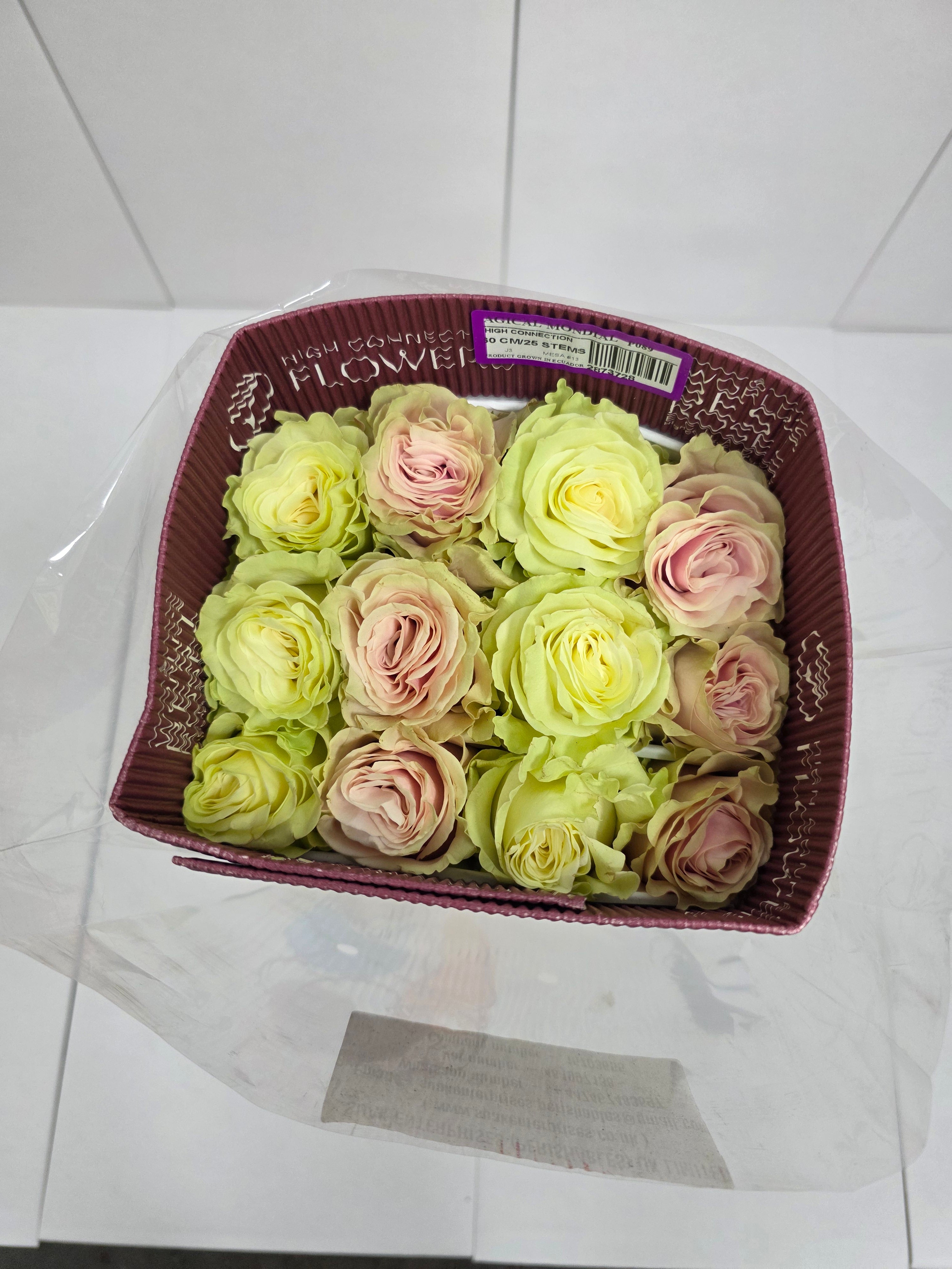 Farm Fresh Rosa Ec Gr Magical Mondial(Bunch of 25 stems, Length 60cm)