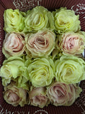 Farm Fresh Rosa Ec Gr Magical Mondial(Bunch of 25 stems, Length 60cm)