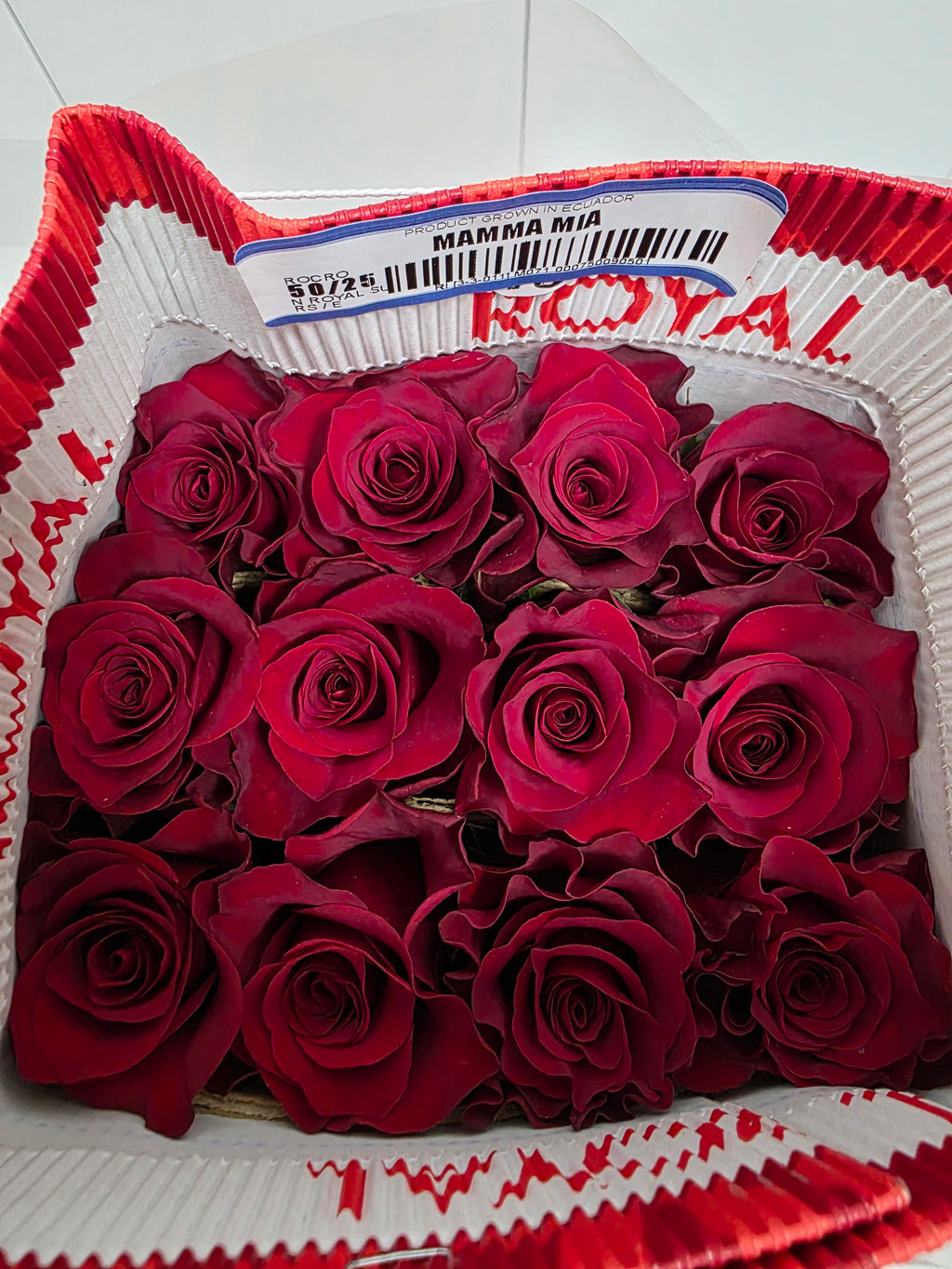 Farm Fresh Rosa Ec Gr Mamma Mia  (Bunch of 25 stems, Length 50cm)