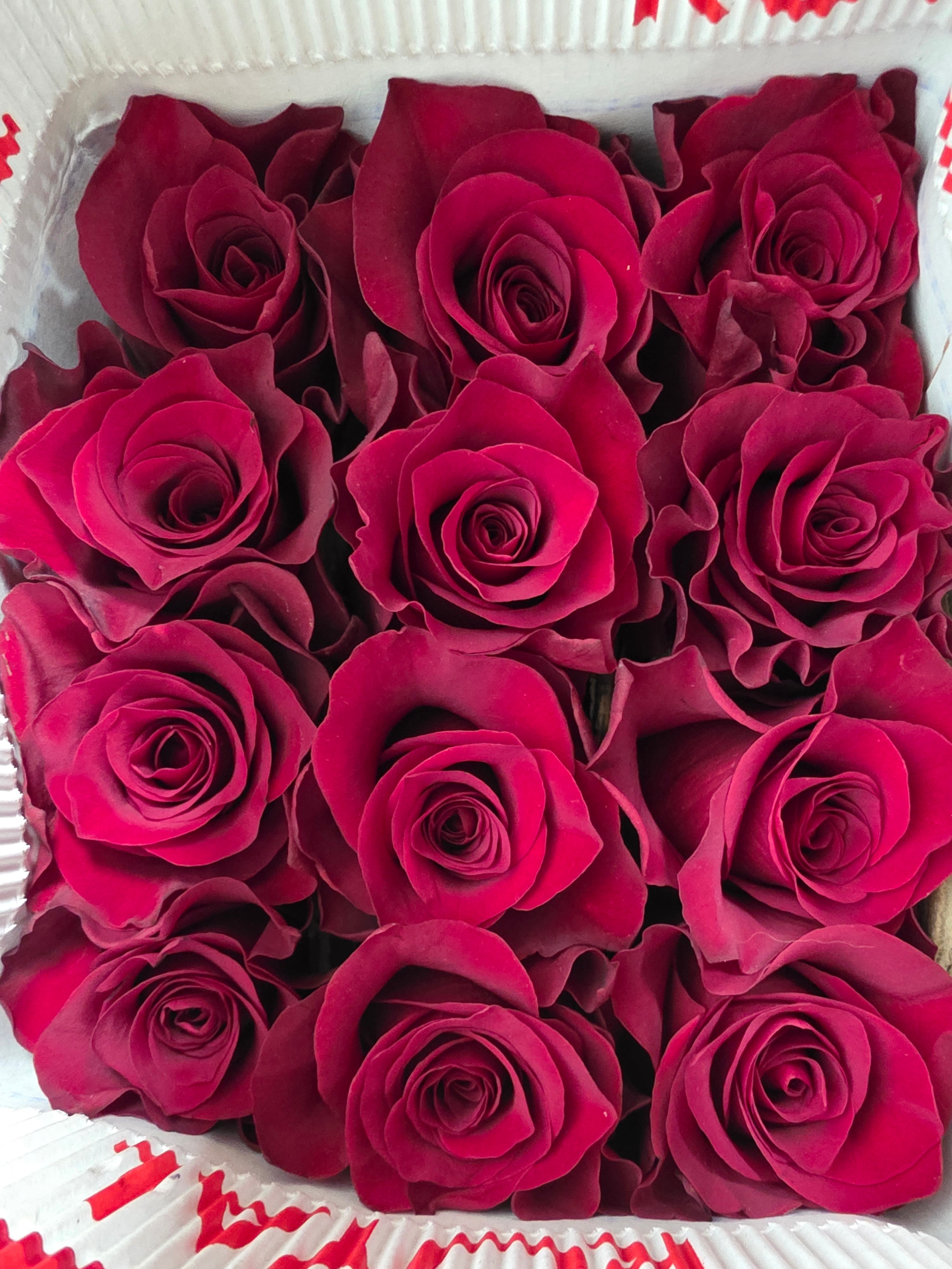 Farm Fresh Rosa Ec Gr Mamma Mia  (Bunch of 25 stems, Length 50cm)