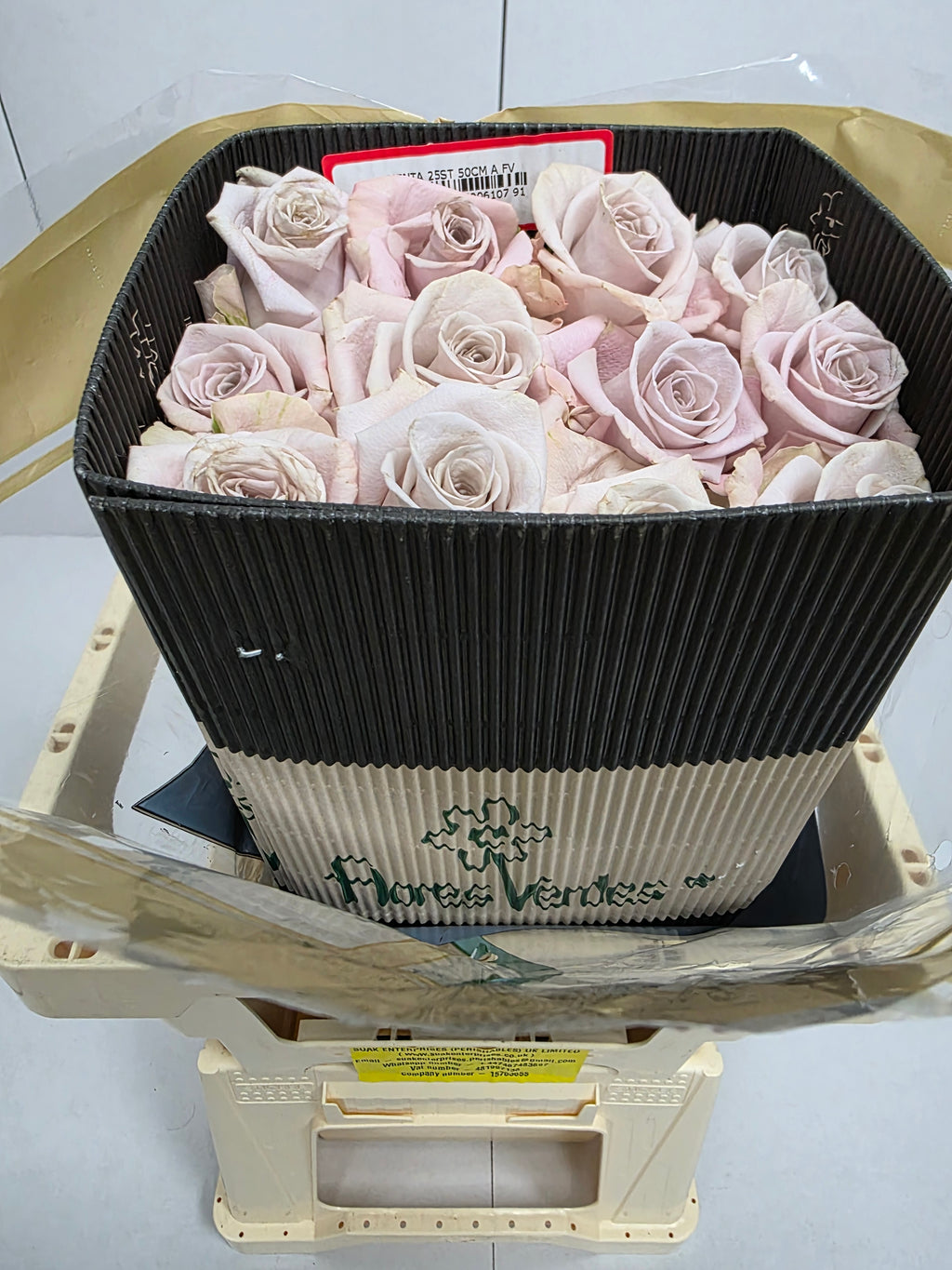 Farm Fresh Rosa Ec Gr Menta (Bunch of 25 stems, Length 50cm)