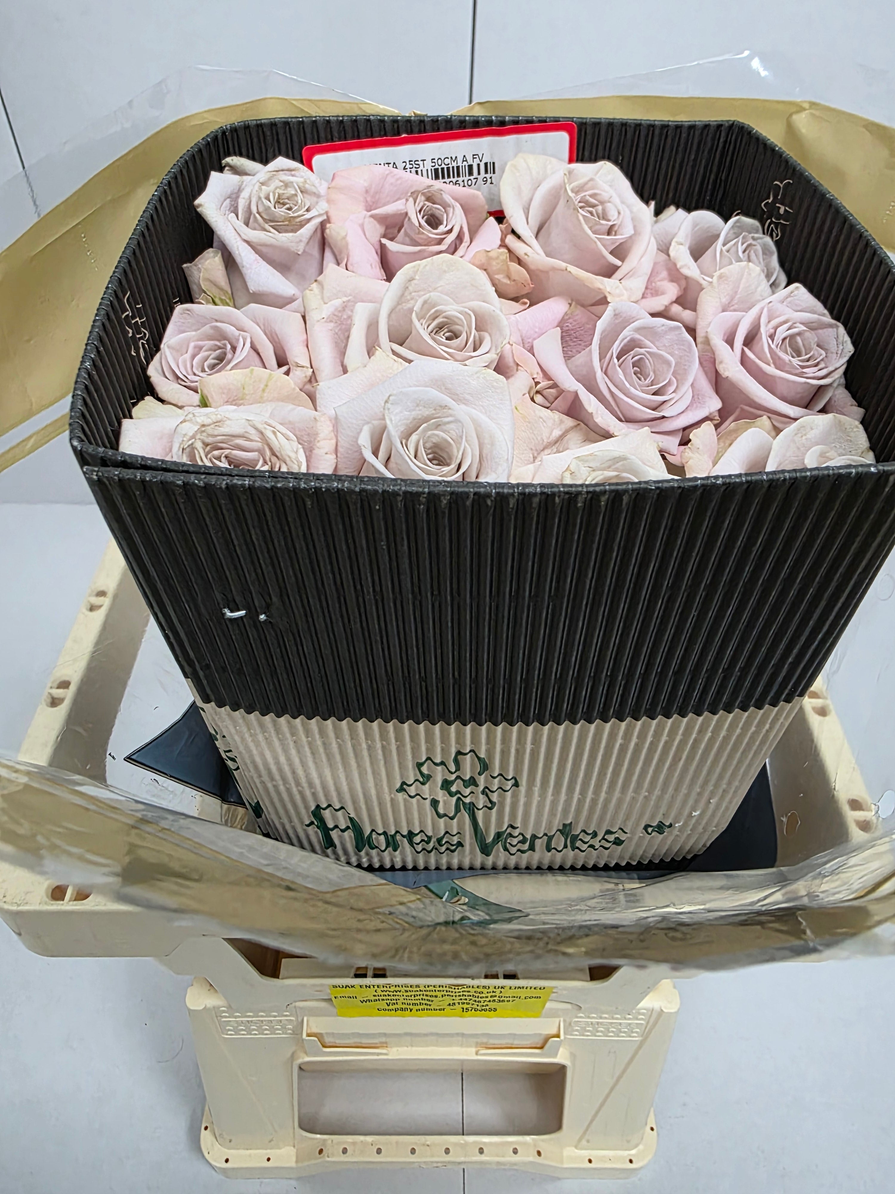 Farm Fresh Rosa Ec Gr Menta (Bunch of 25 stems, Length 50cm)