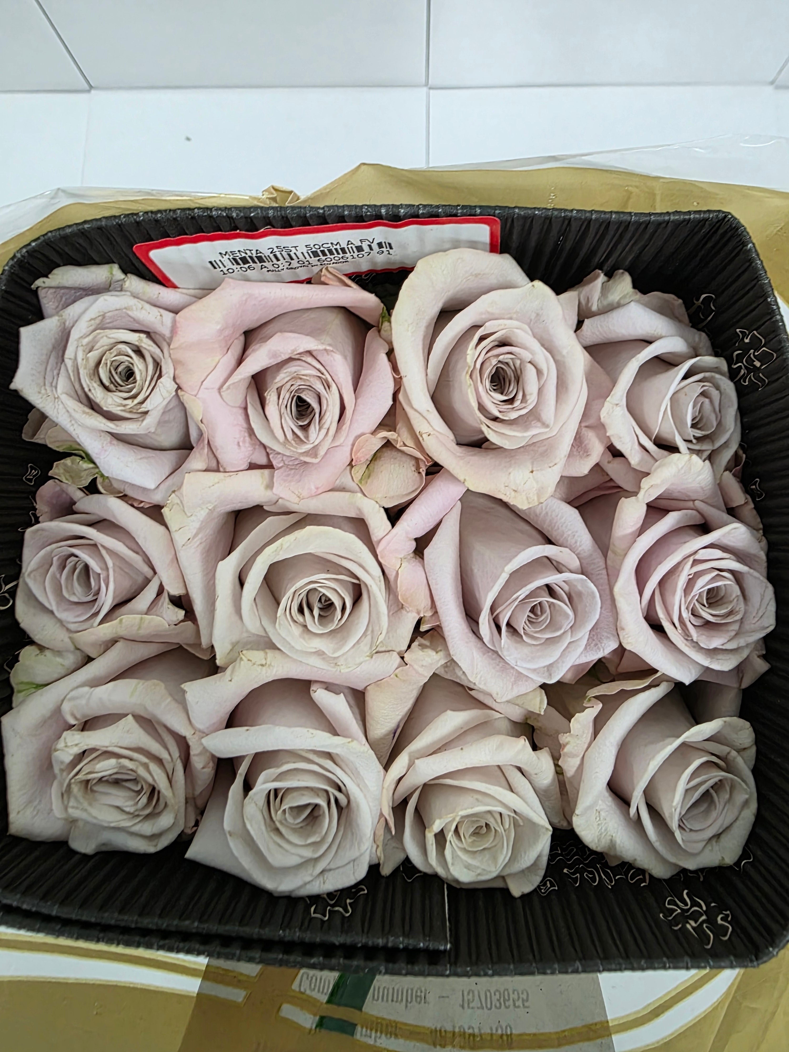 Farm Fresh Rosa Ec Gr Menta (Bunch of 25 stems, Length 50cm)